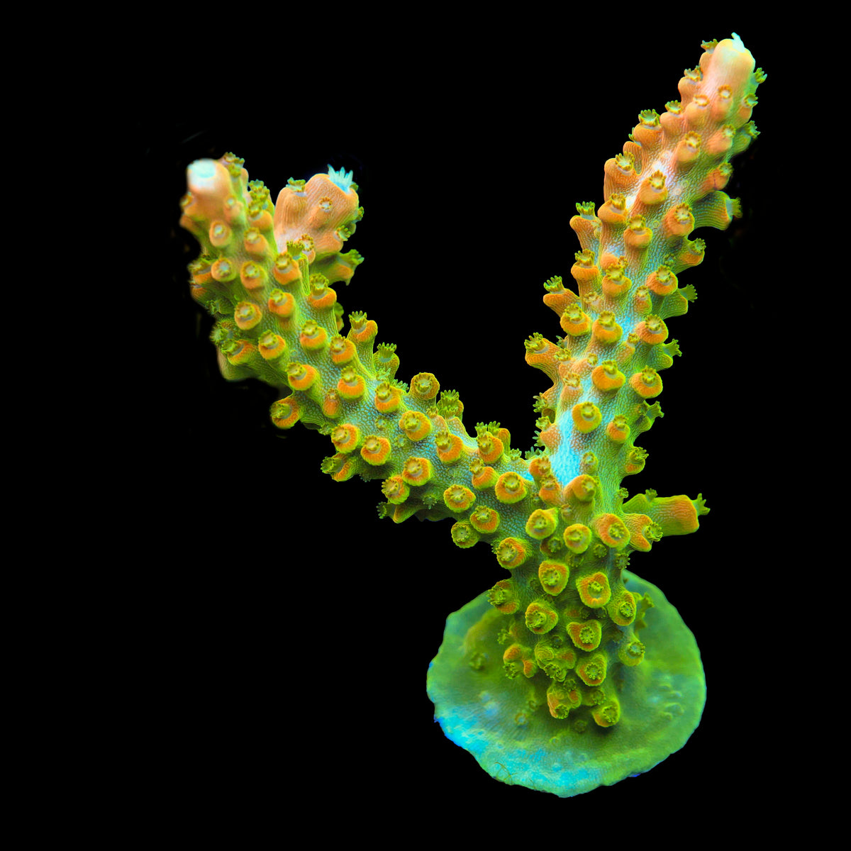 TGC Tropicana