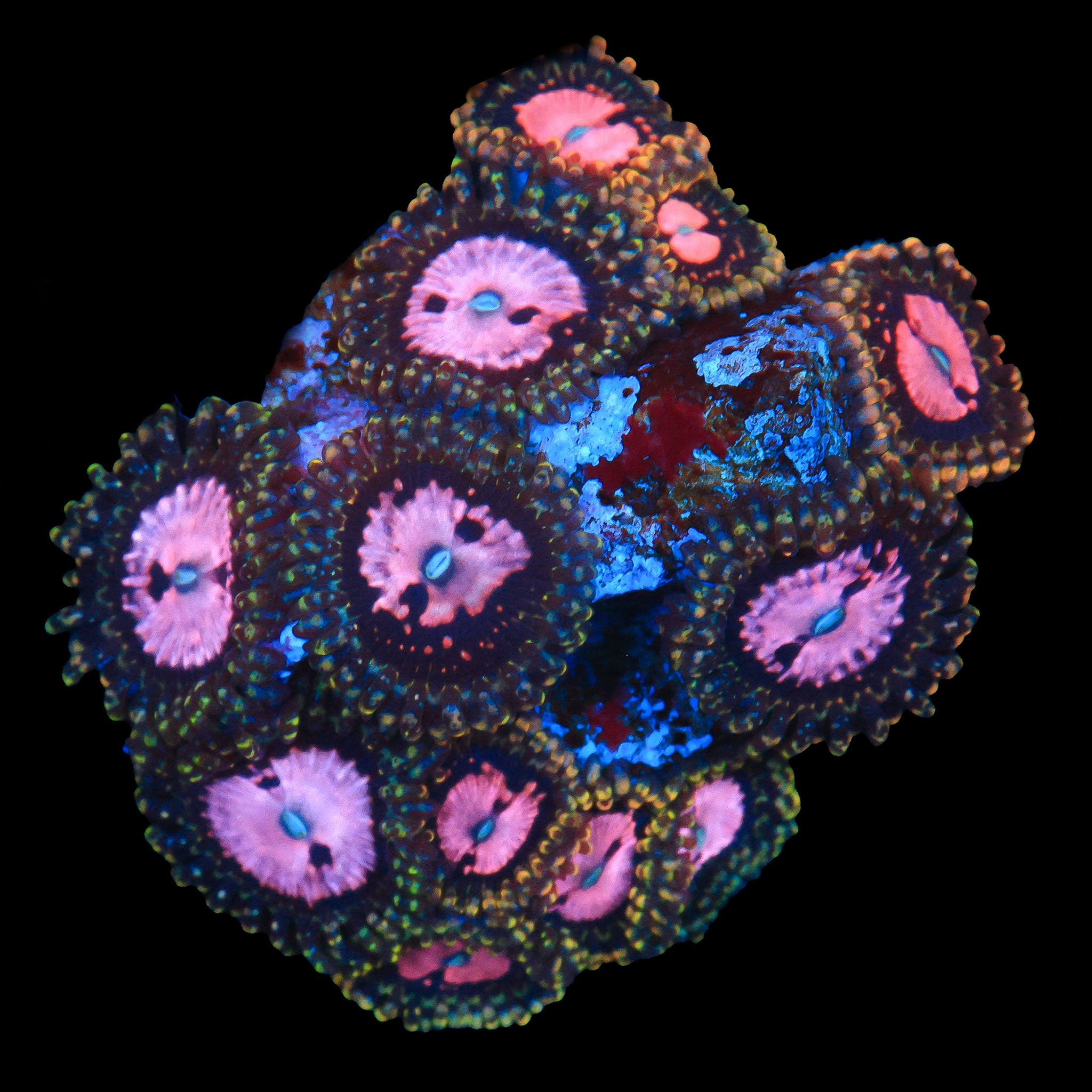 TRC Pink Diamond Zoanthid