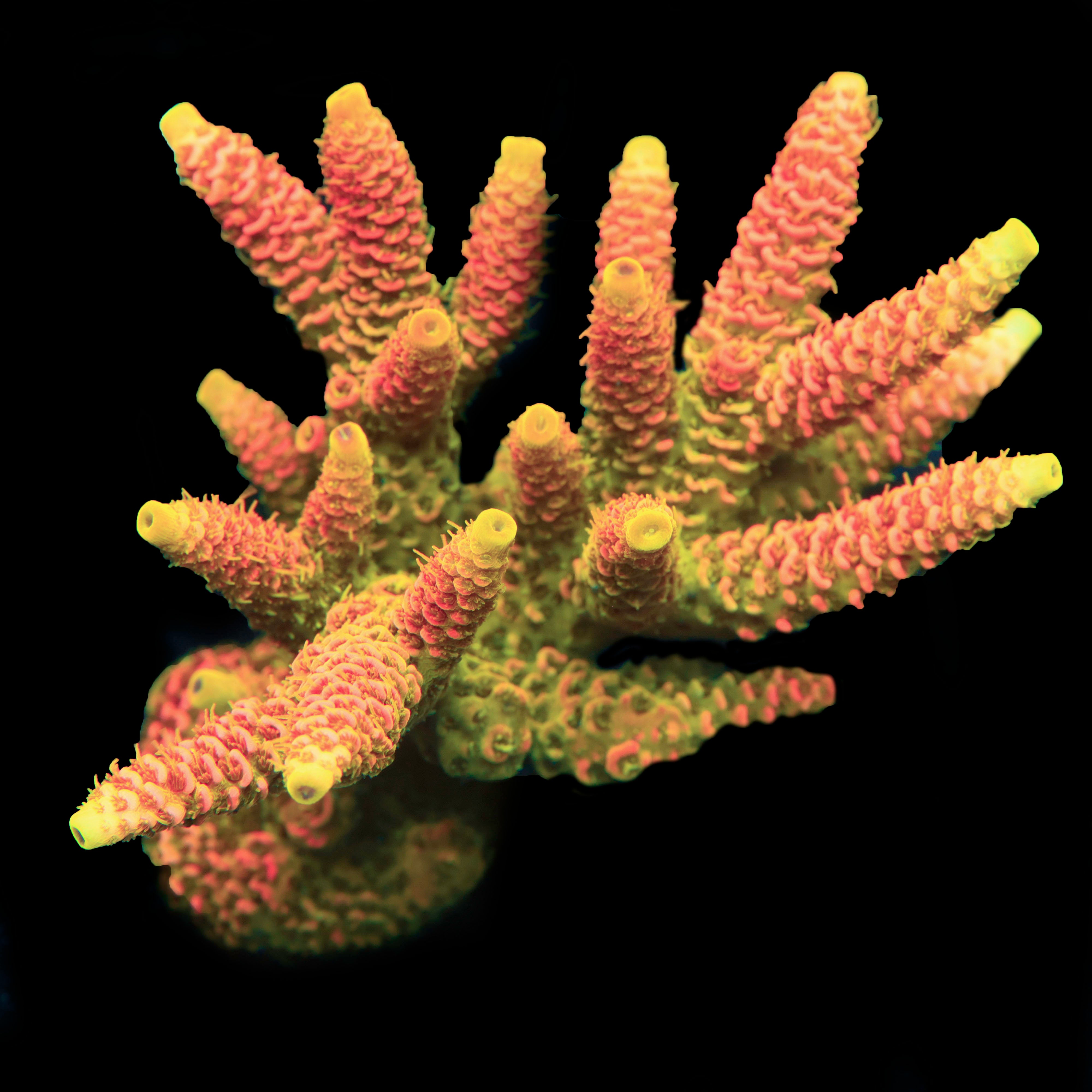 JF Solar Flare (VERY CHUNKY EXAMPLE)