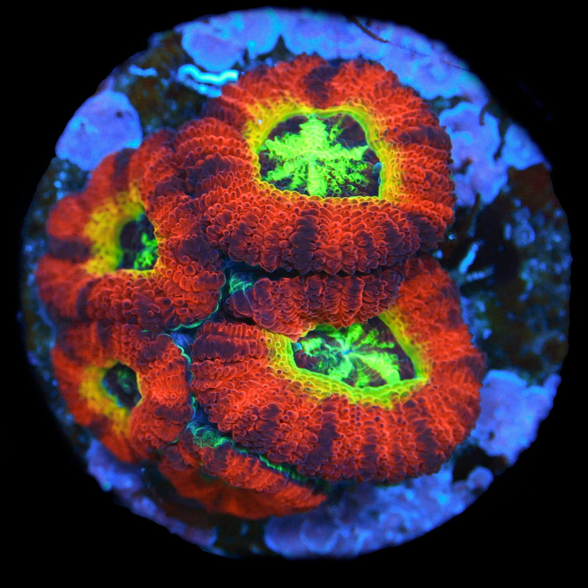 Ring of Fire Acan