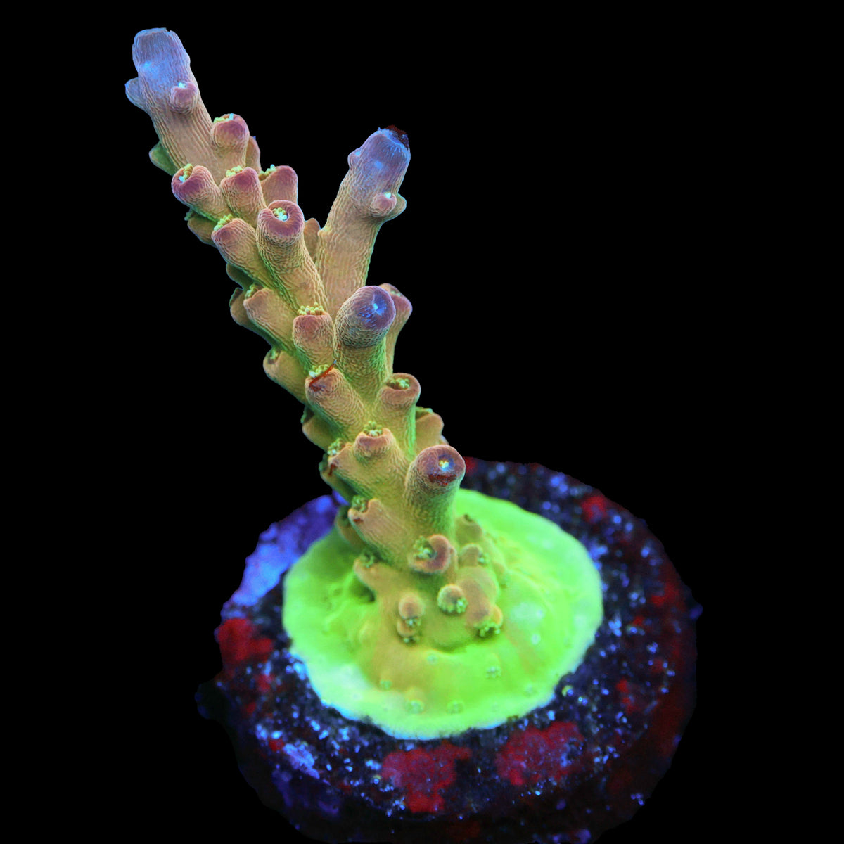 TGC Innercore