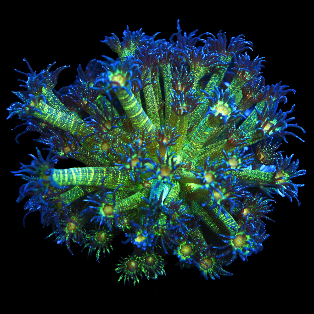 Glitter Goni (Mini Colony)