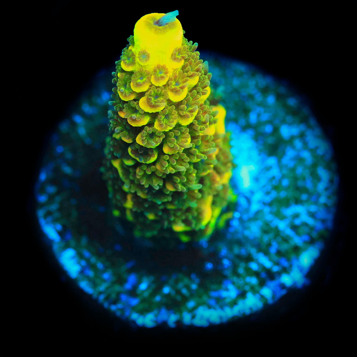 Rainbow Splice (mostly only green)