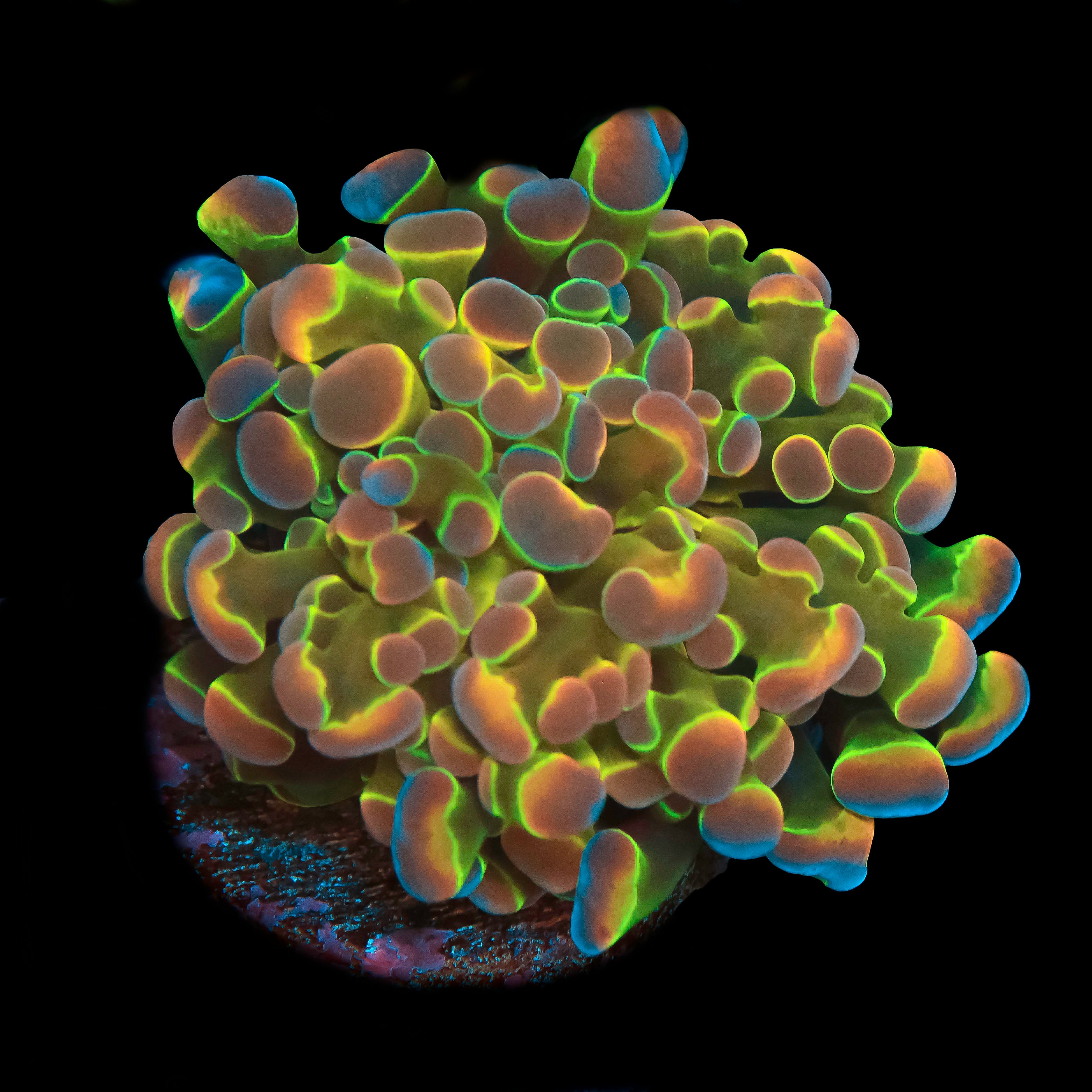 Hologram Hammer