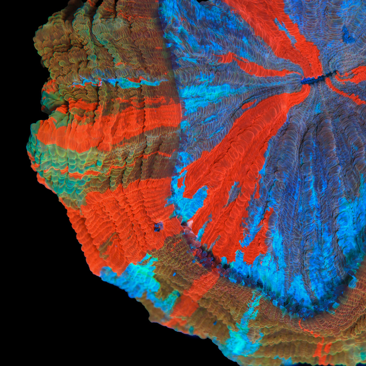 Rainbow Acanthophyllia