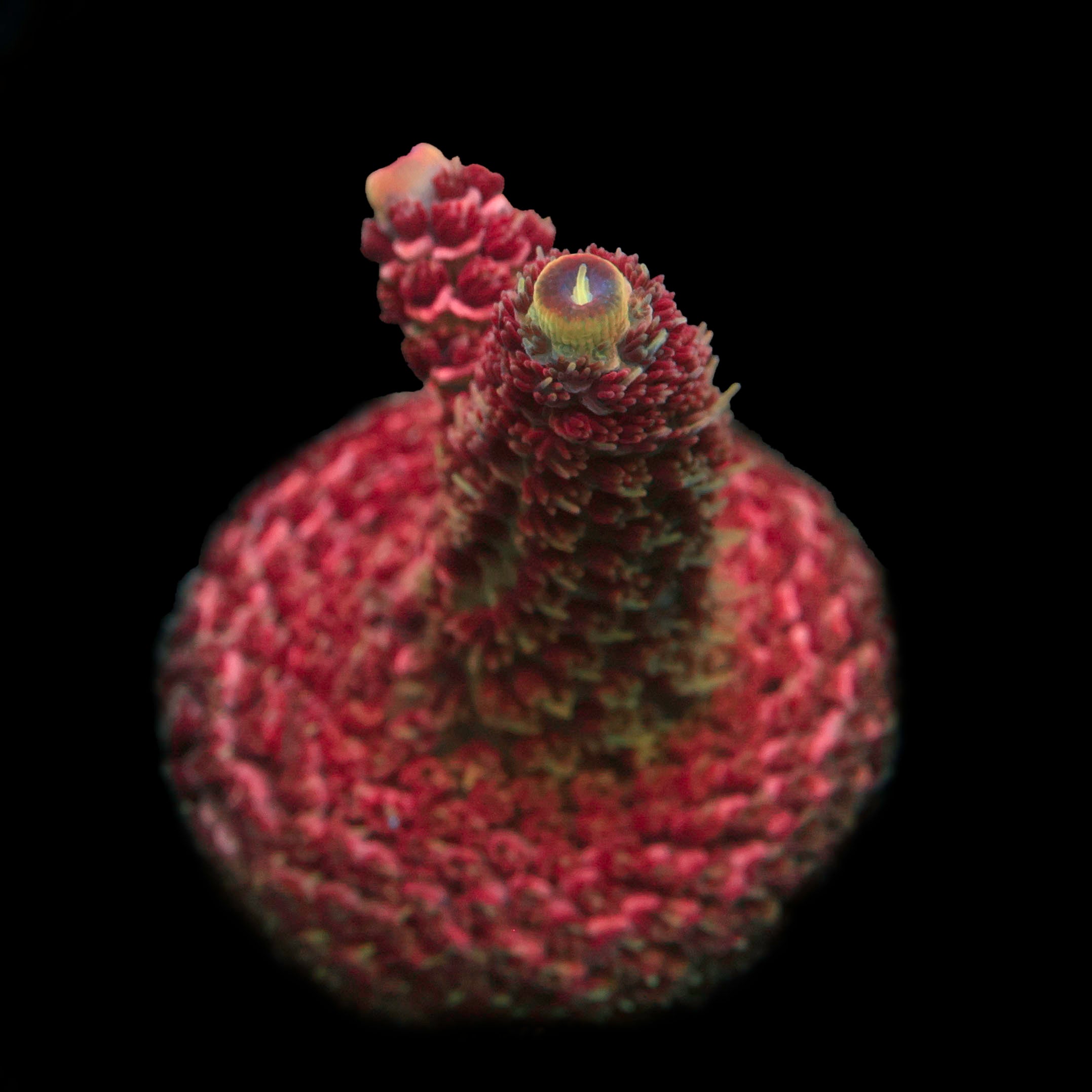 Farmerty Lava Monster