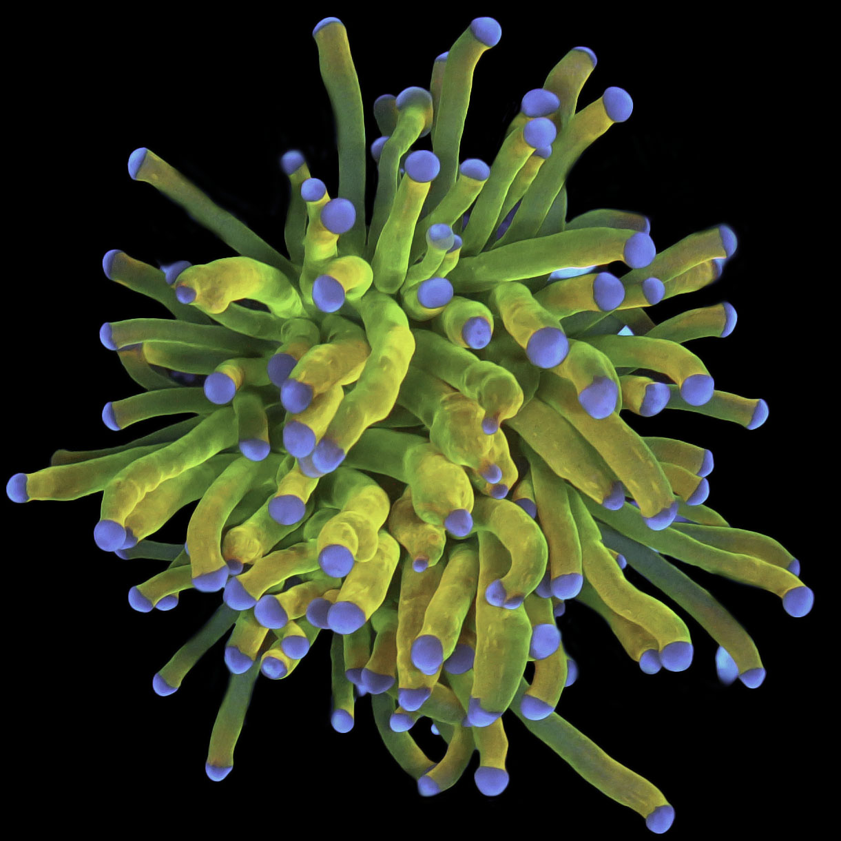 CC24K Torch Coral (Mancini Lineage)
