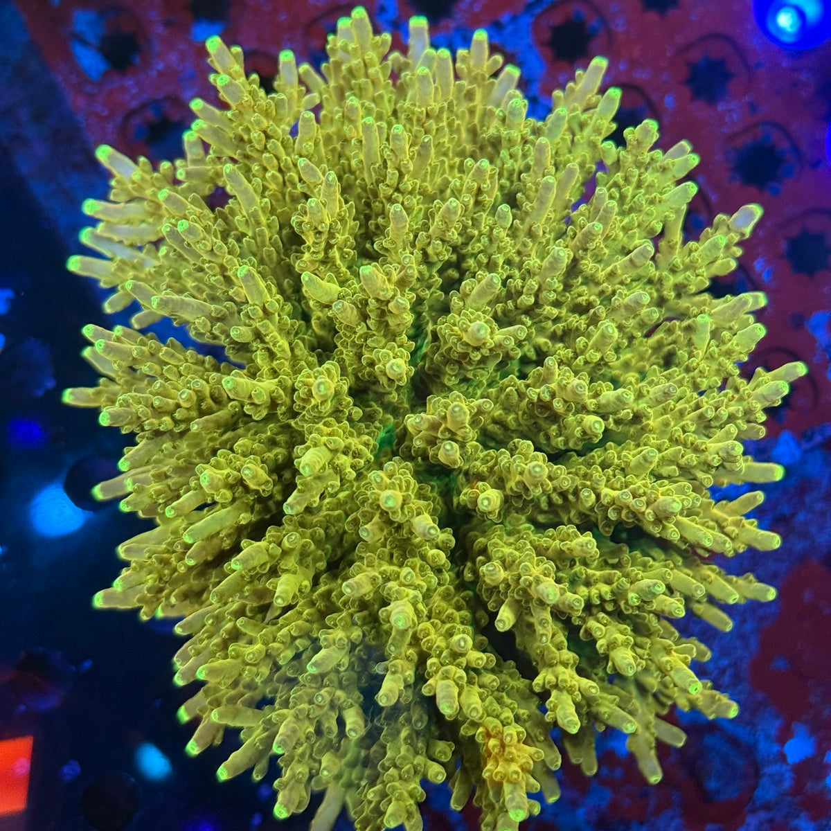 マルサンソフビ　ゴジラ350 Golden Yellow Clear Ver. Shin Godzilla Marusan Golden Yellow Clear Molding Red Painted ver