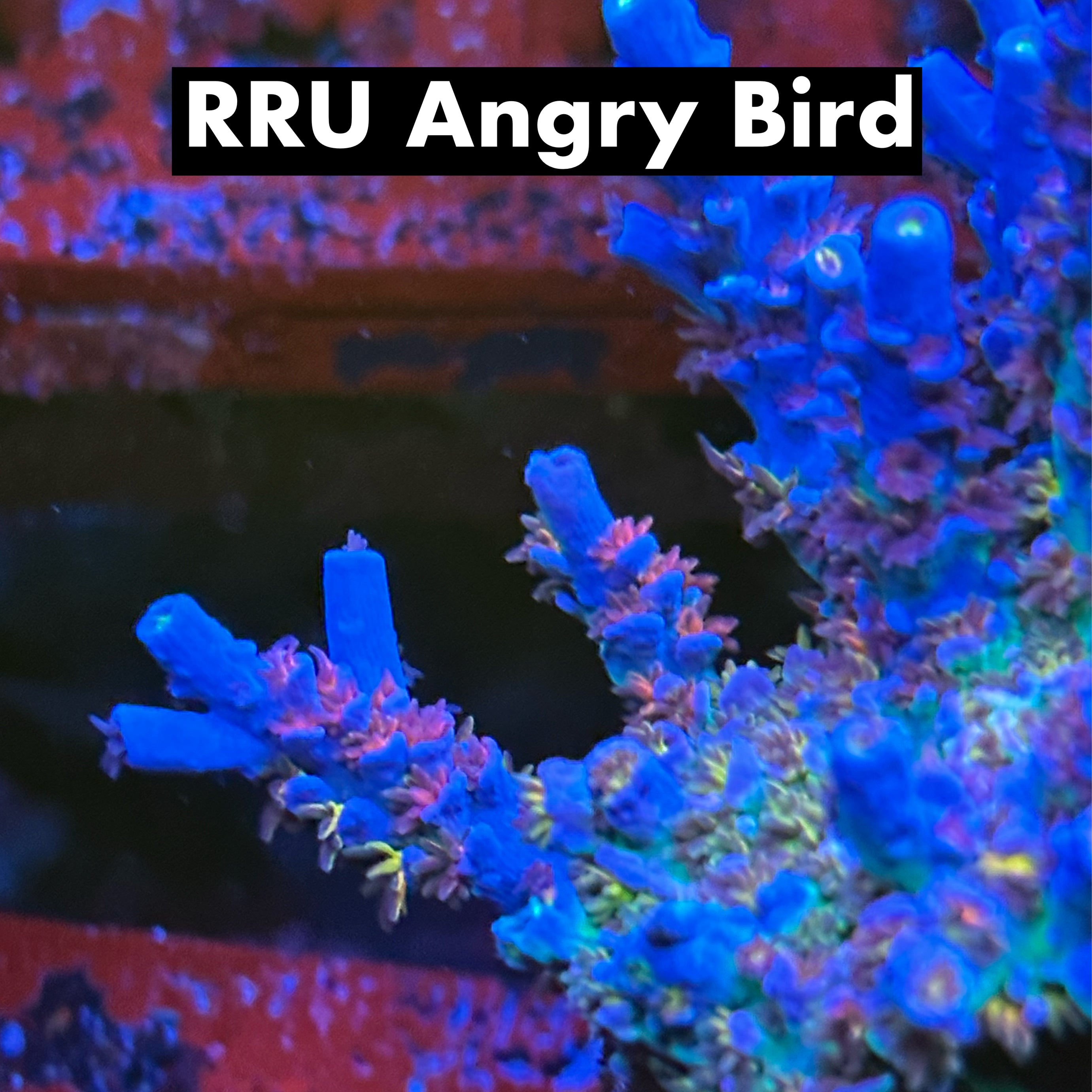 RRU Angry Bird 50% off (3 month delay)