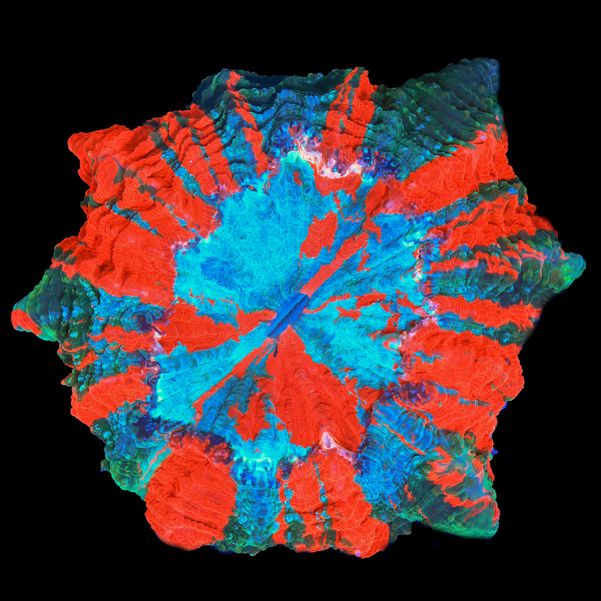 Rainbow Acanthophyllia