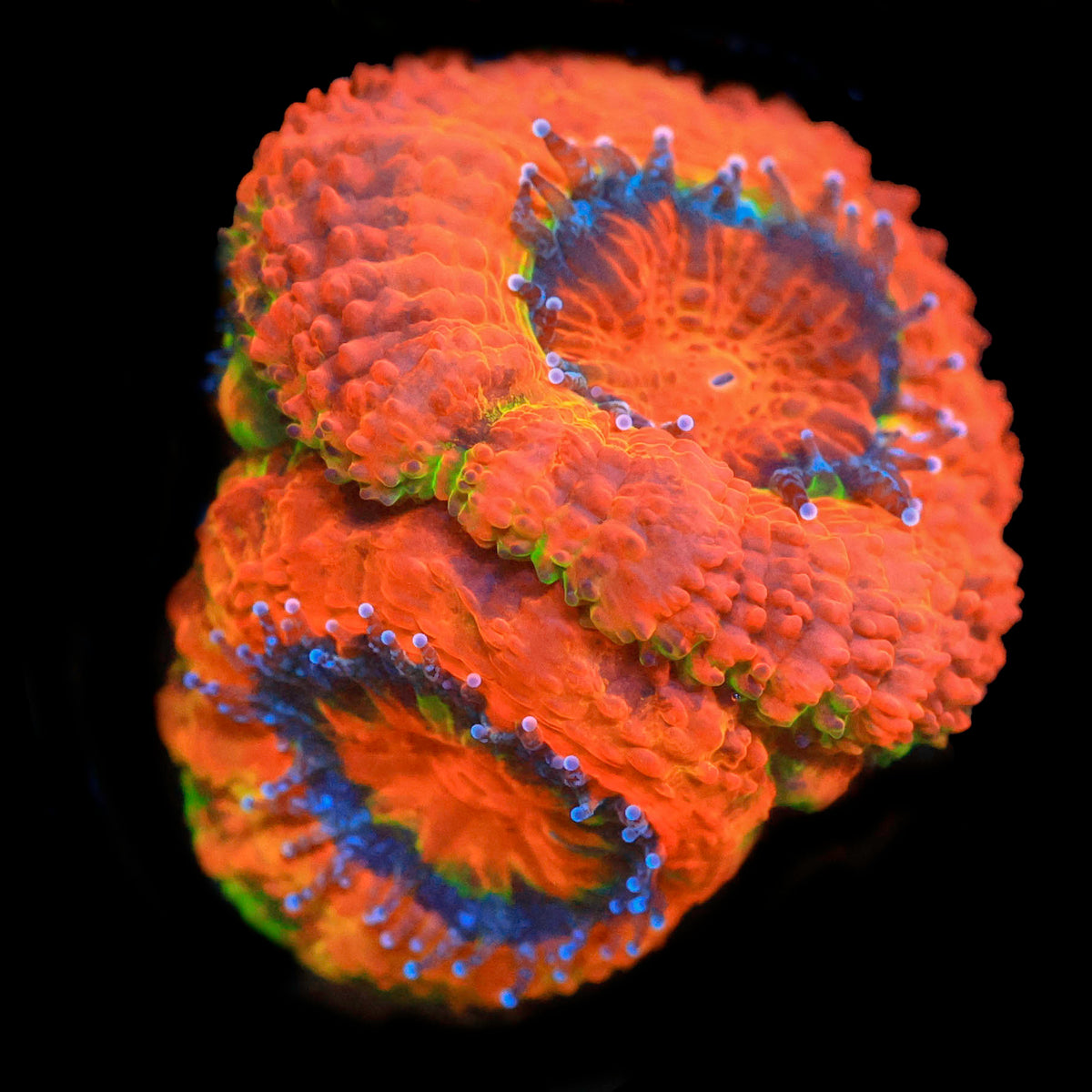 BSA Jaw Breaker