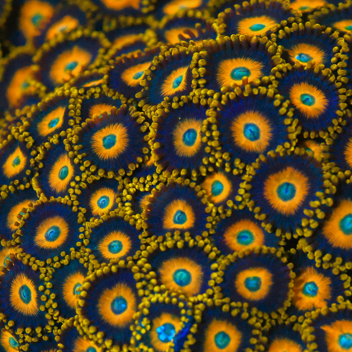 Scrambled Eggs Zoanthid