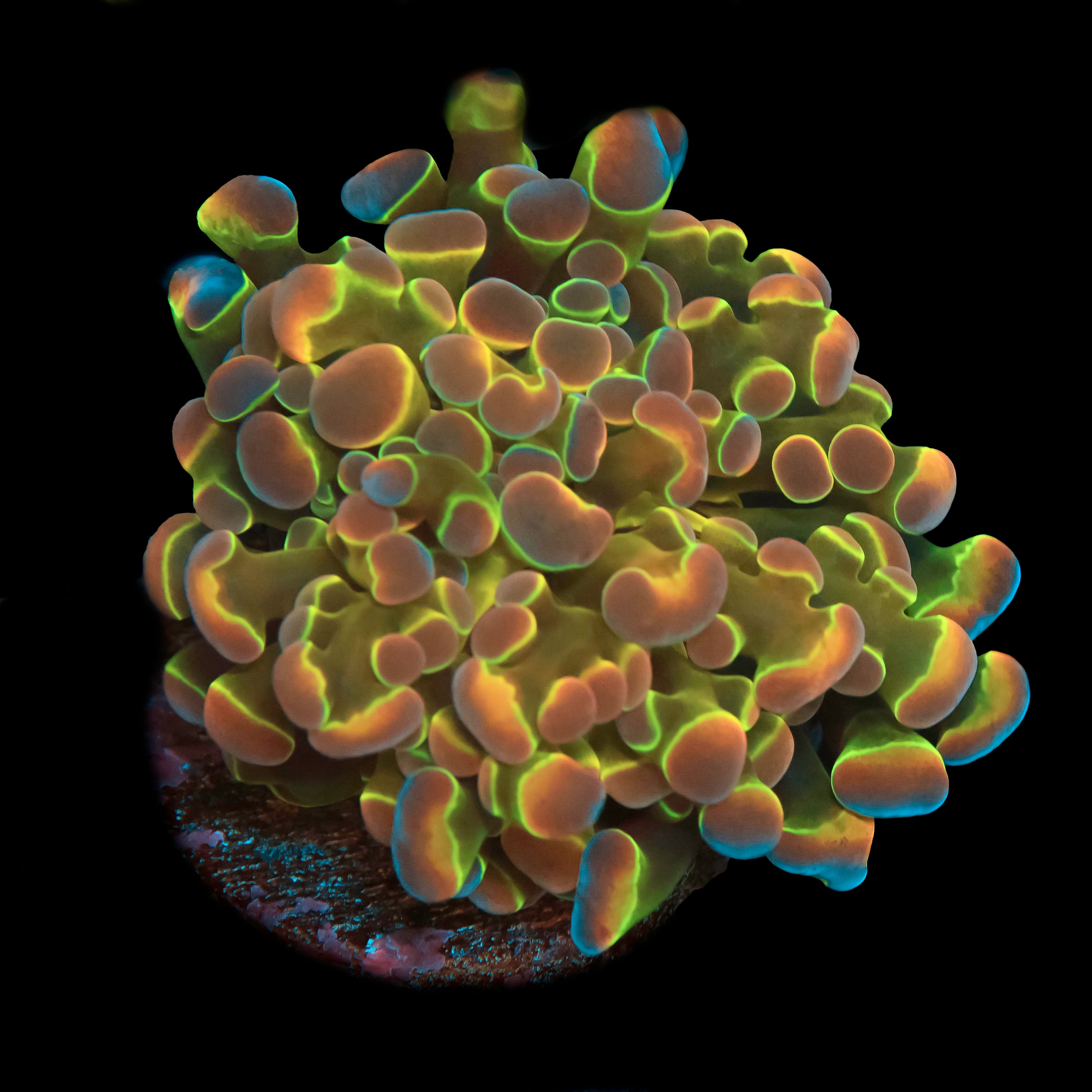 Hologram Hammer