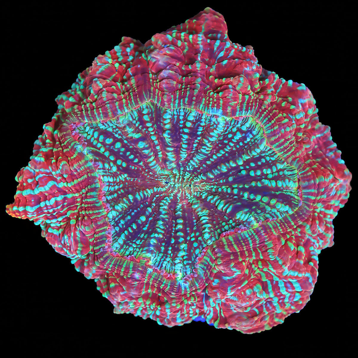 Pixie Dust Acanthophyllia