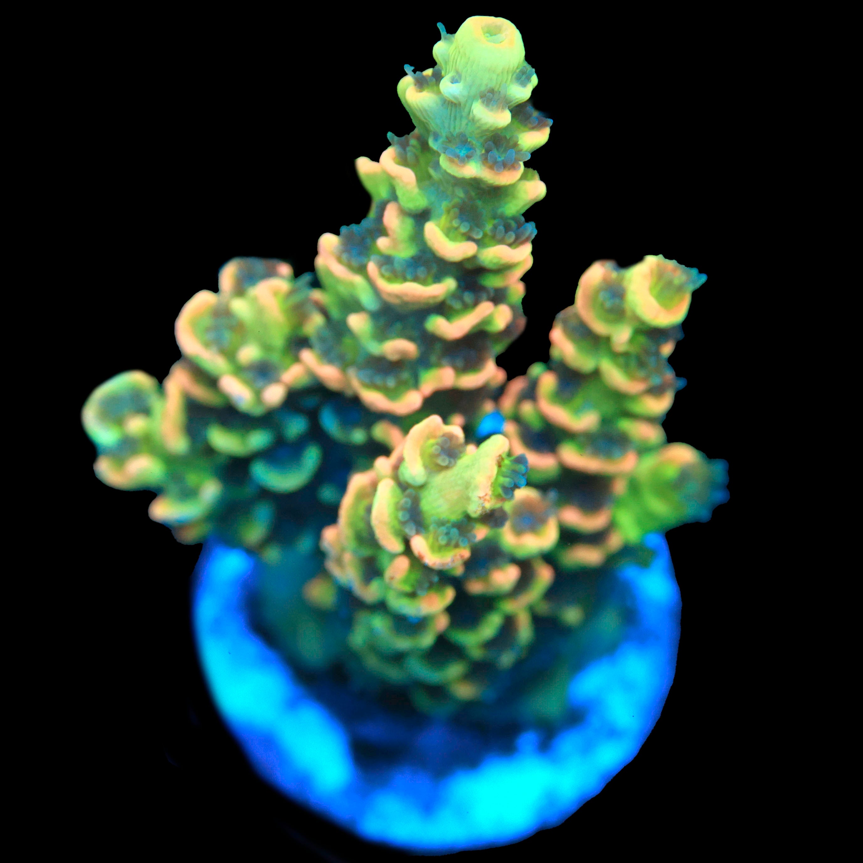 BkChem Fruit Loops
