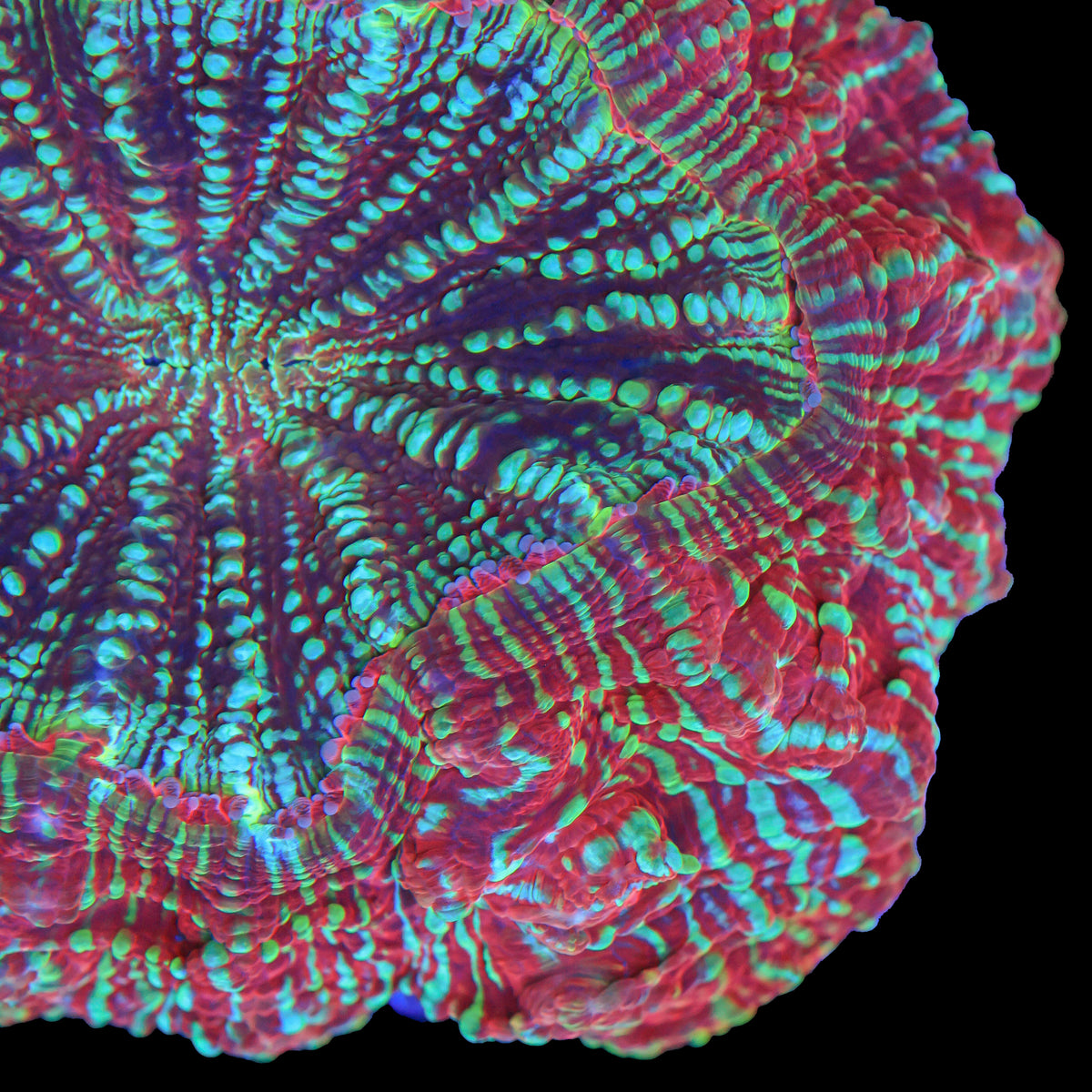 Pixie Dust Acanthophyllia