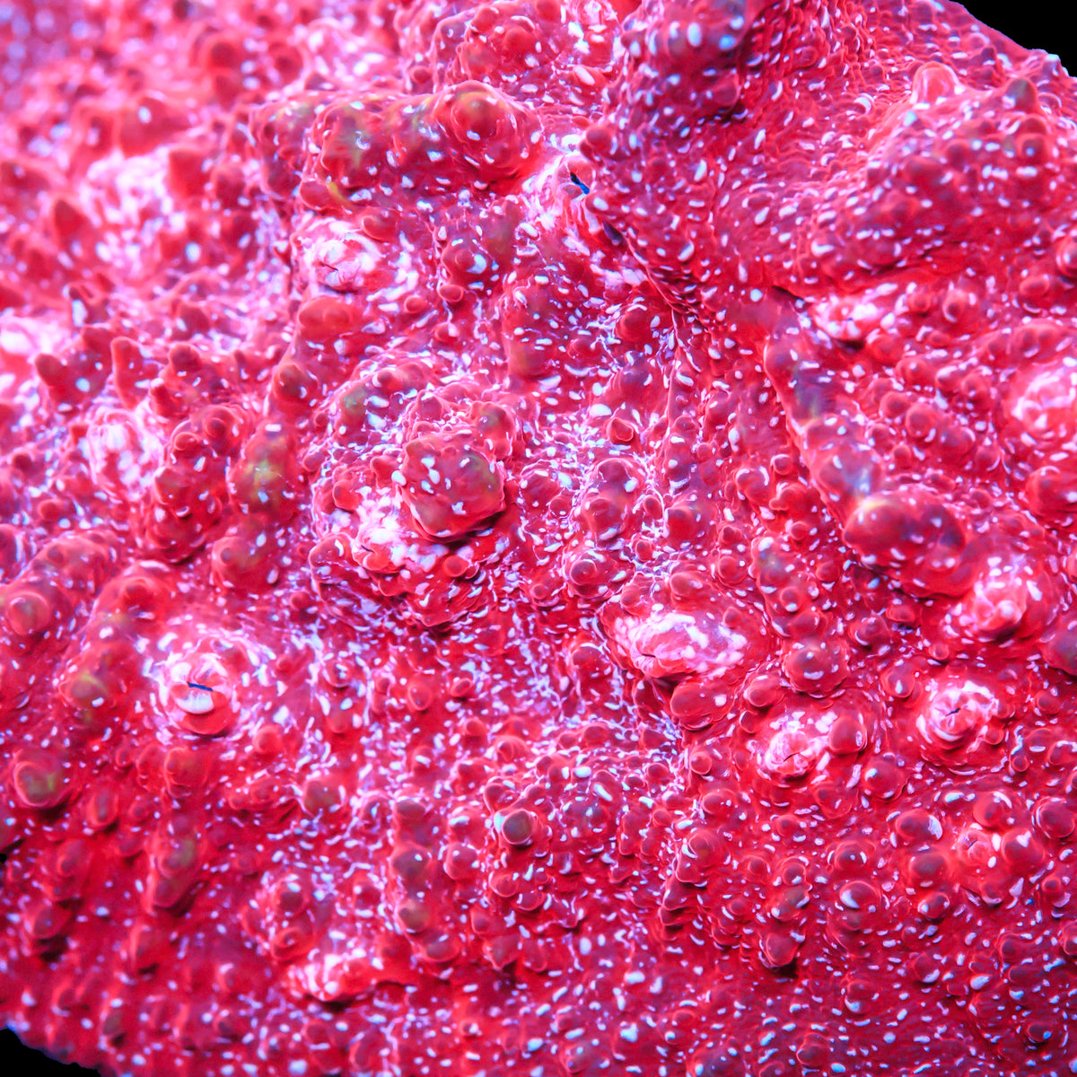 Red Velvet Chalice