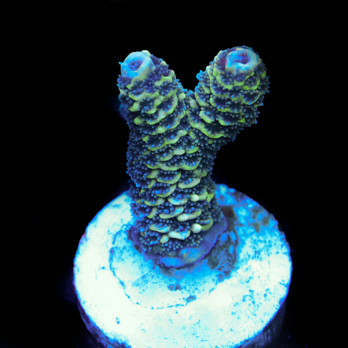 Raising Reef Blue Flame