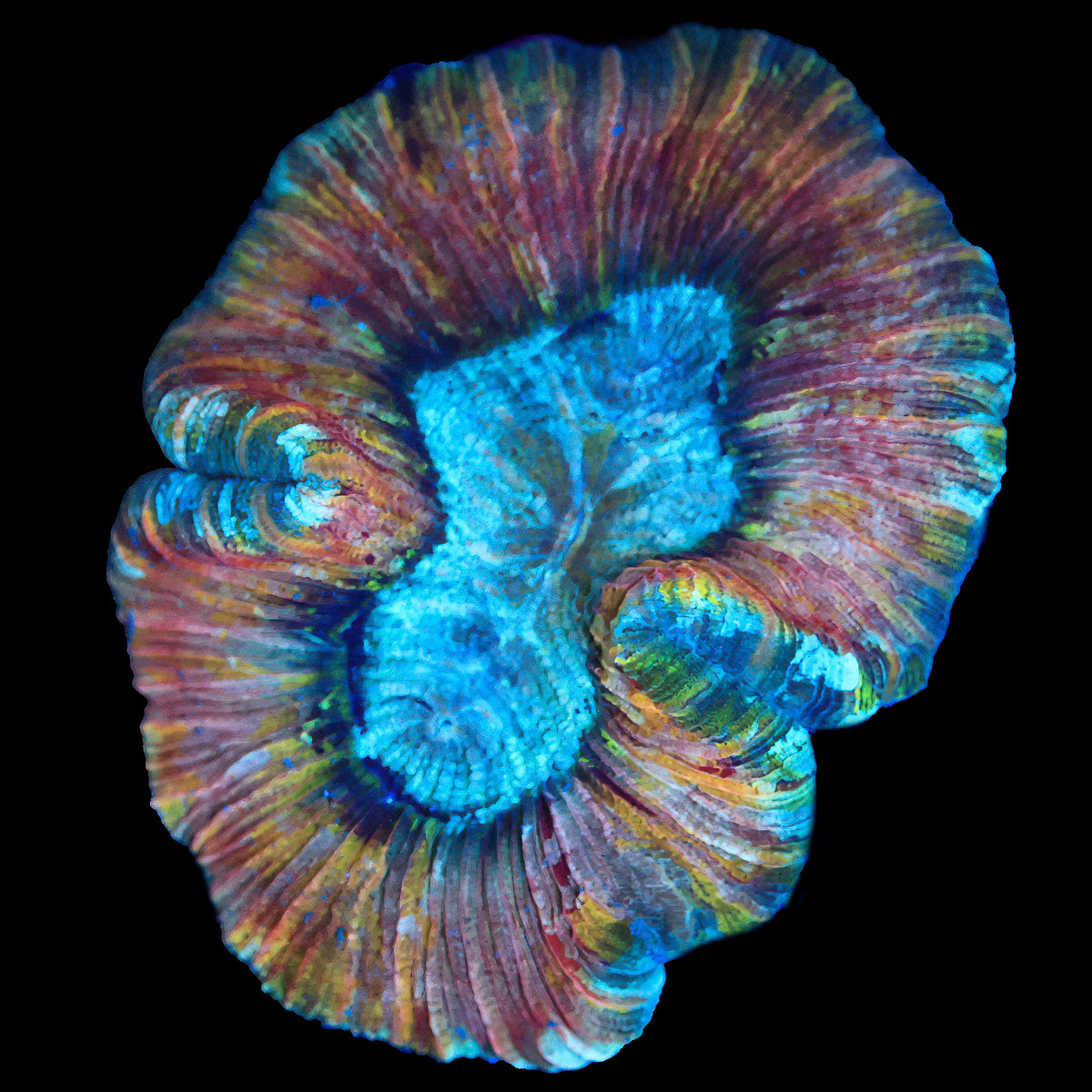 Rainbow Trachy