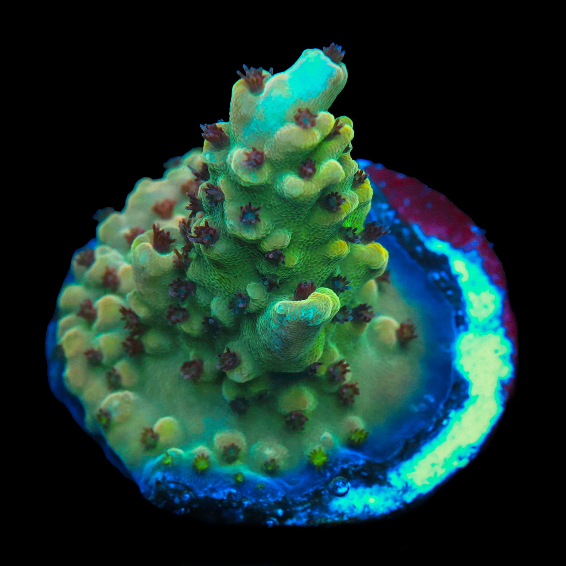 TRC Roxy