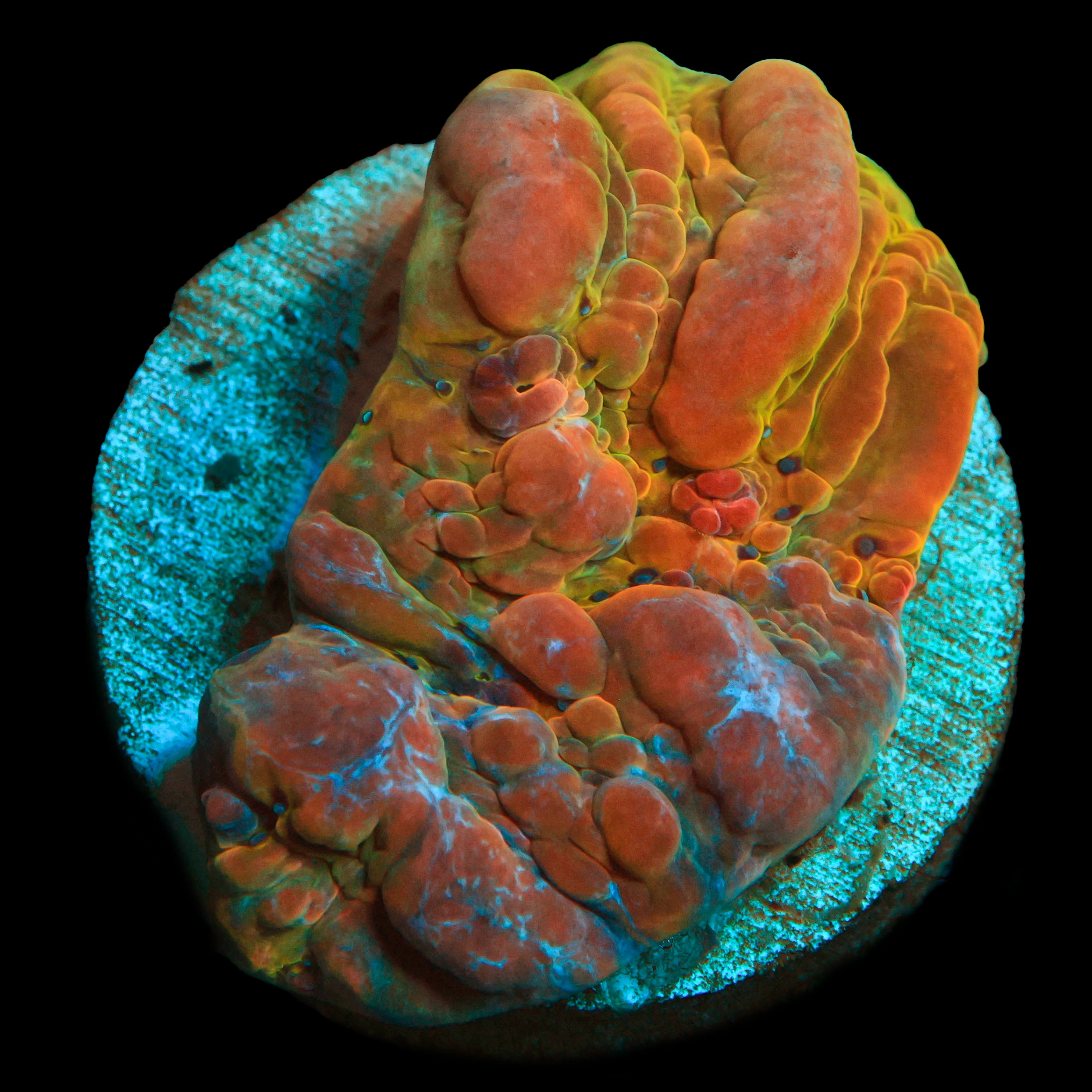 TRC Rainbow Bounce Chalice