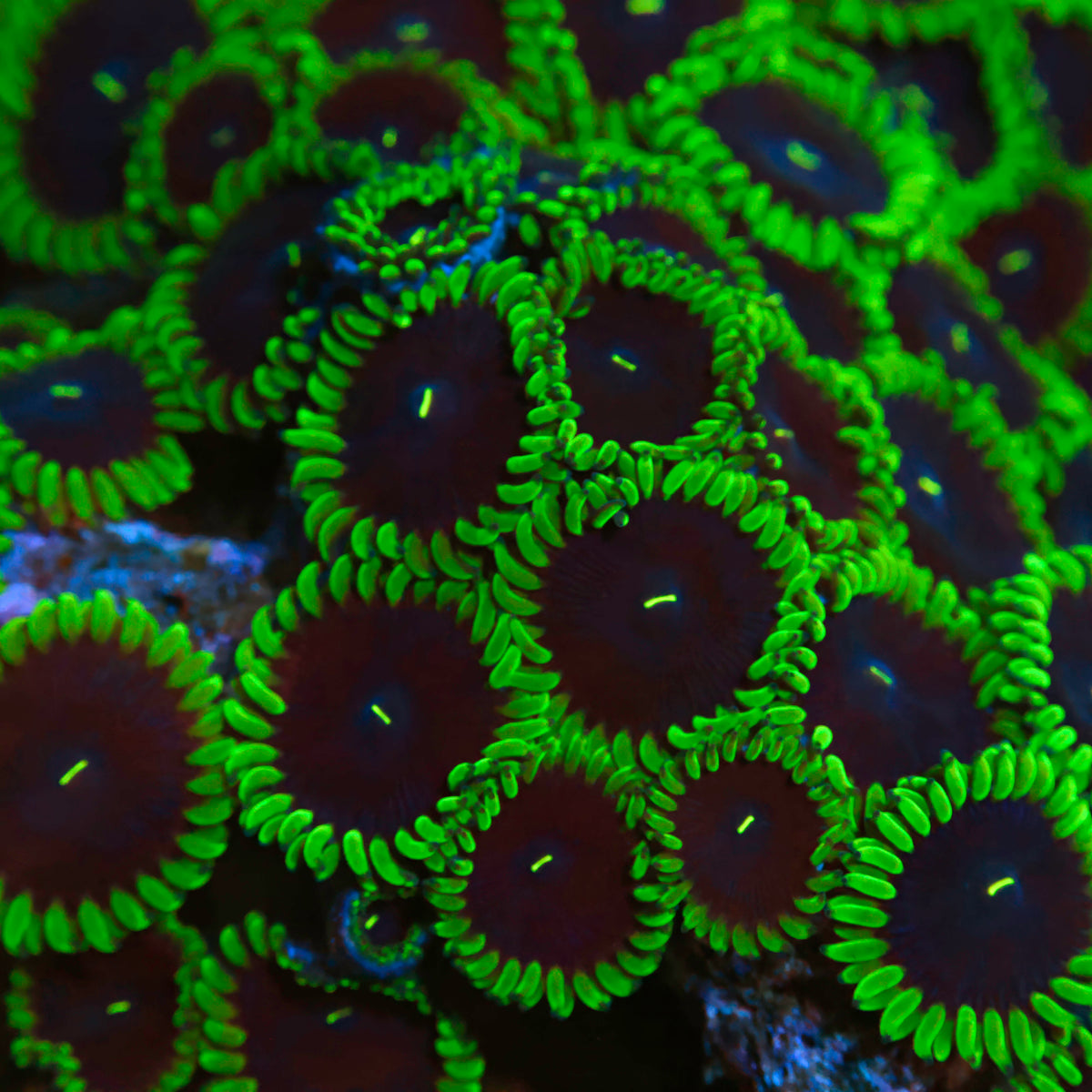 Joker Zoanthid