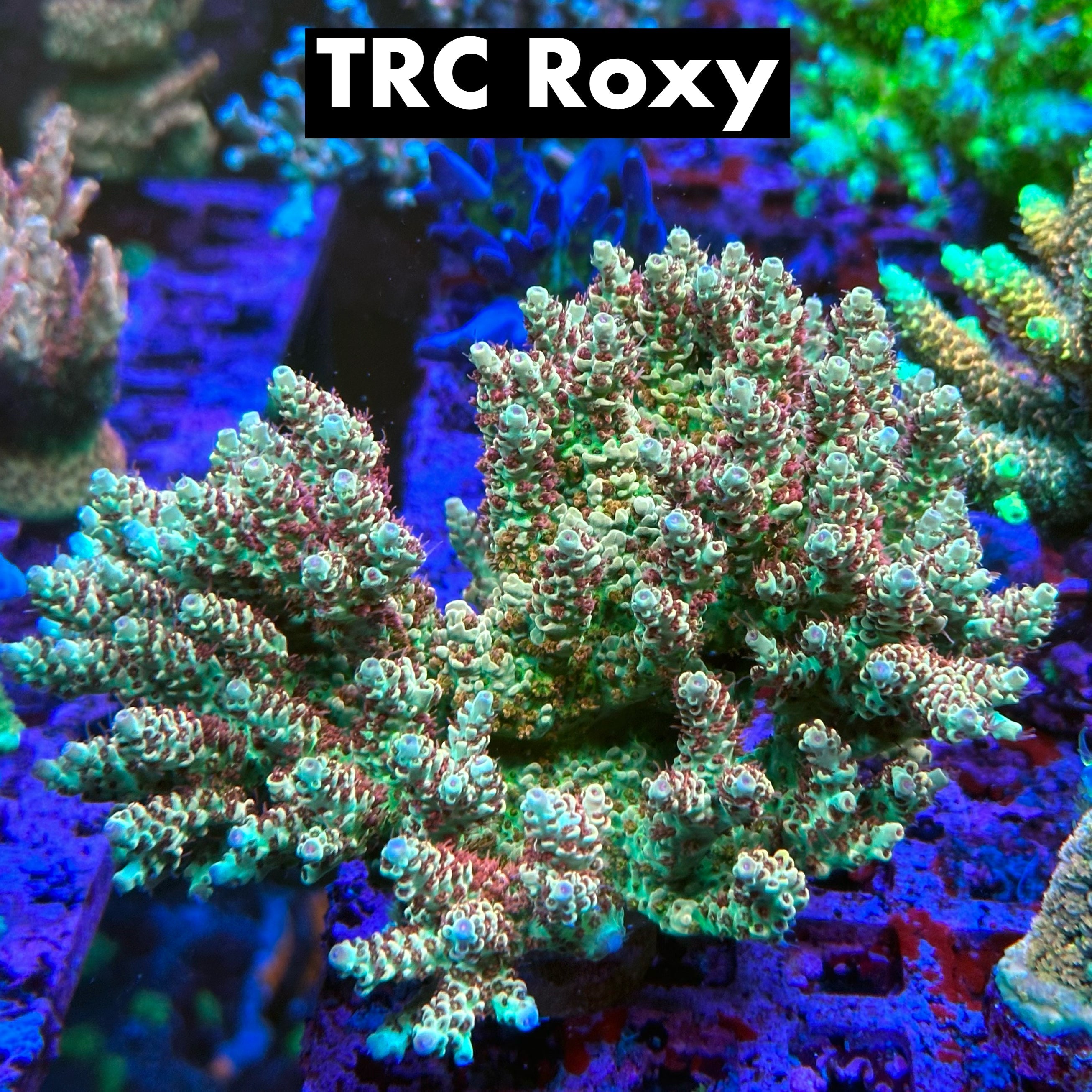 TRC Roxy 50% off (3 month delay)