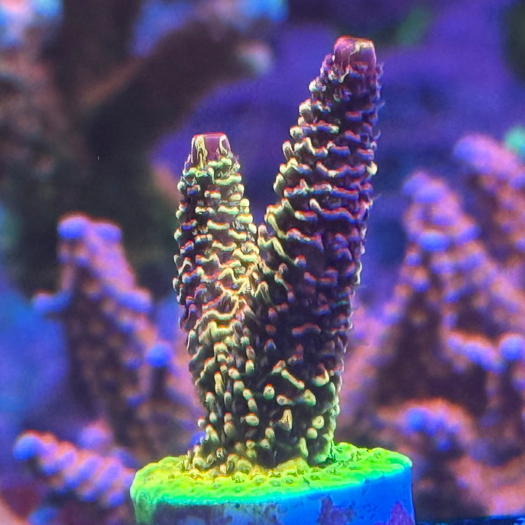 Rainbow Splice