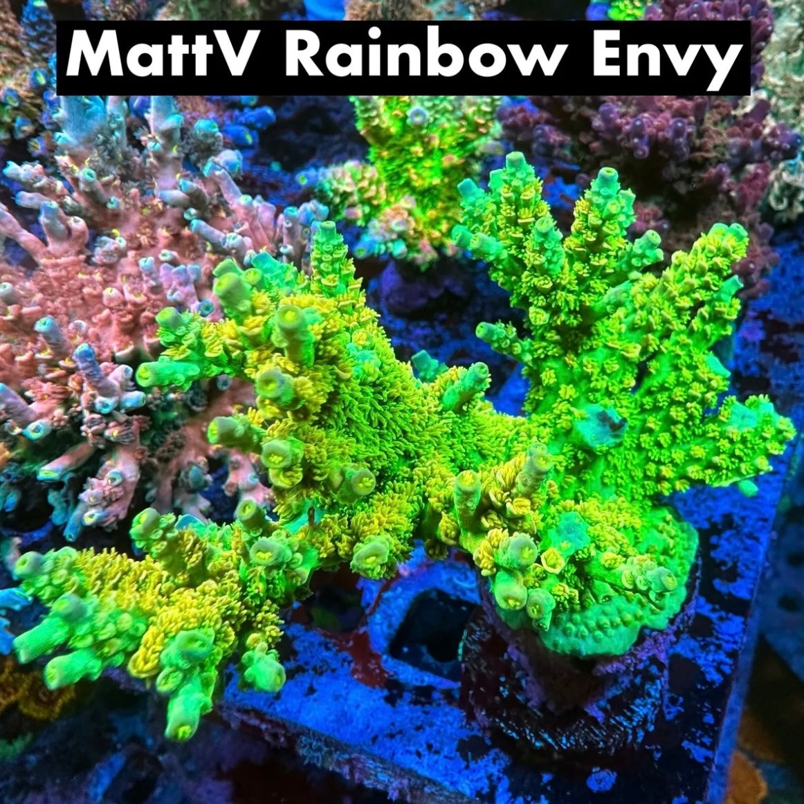 MattV Rainbow Envy 50% off (3 month delay)