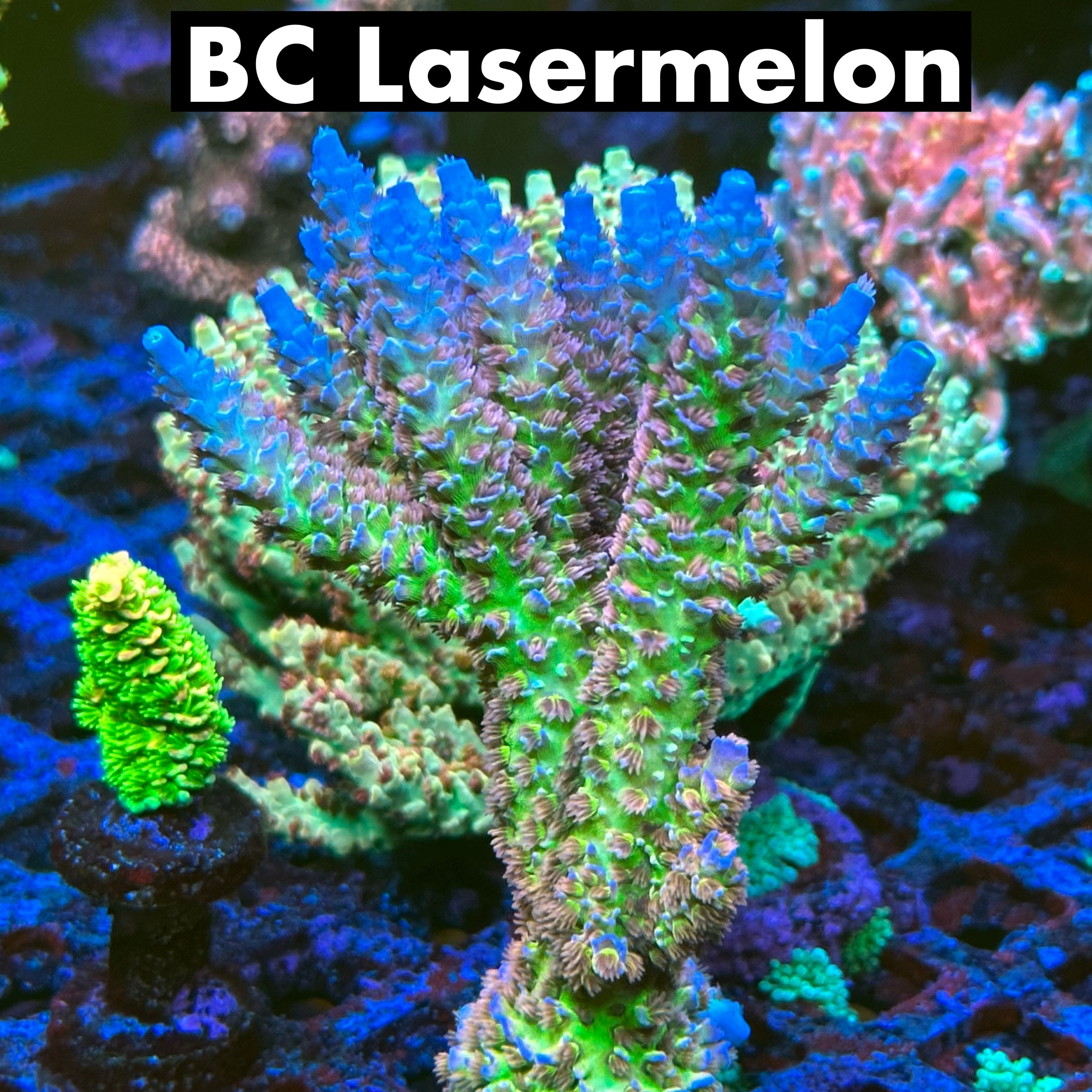 BC Lasermelon 50% off (3 month delay)