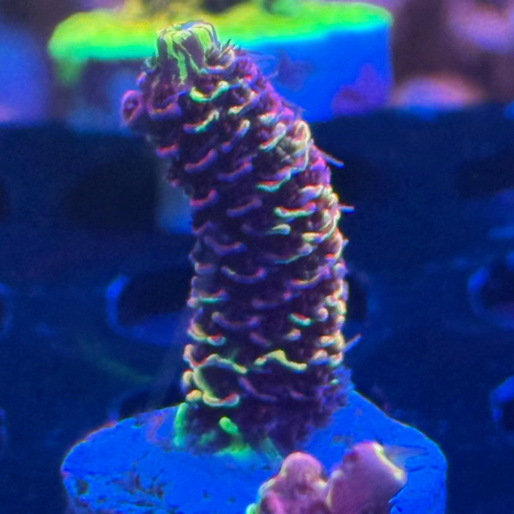 Rainbow Splice