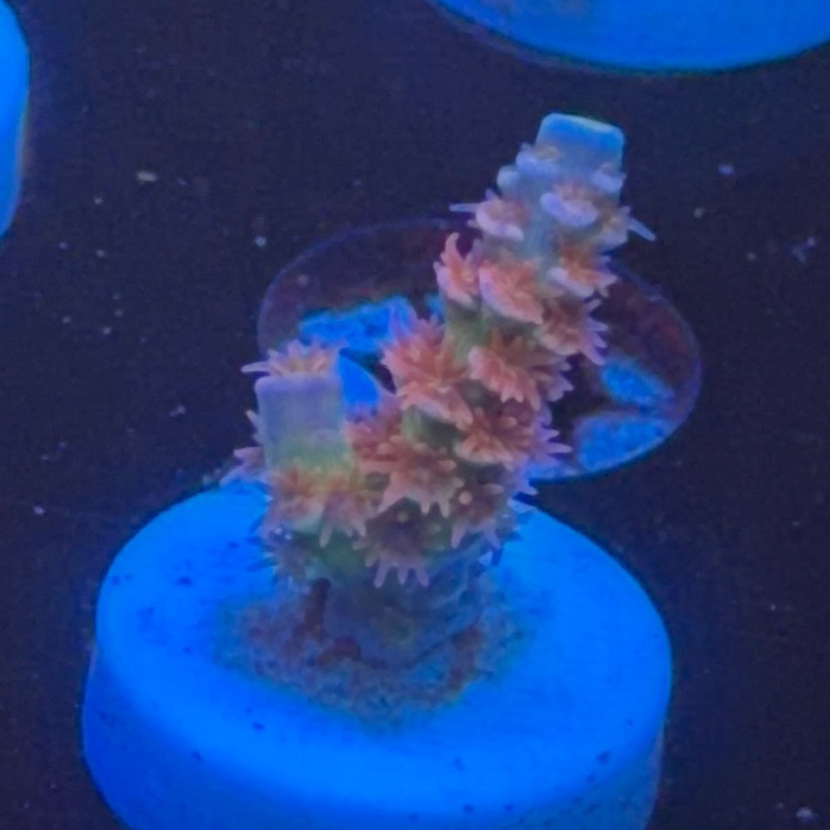 EA Tshit frag