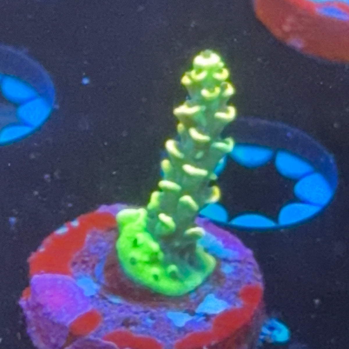 BkChem Fruit Loops frag