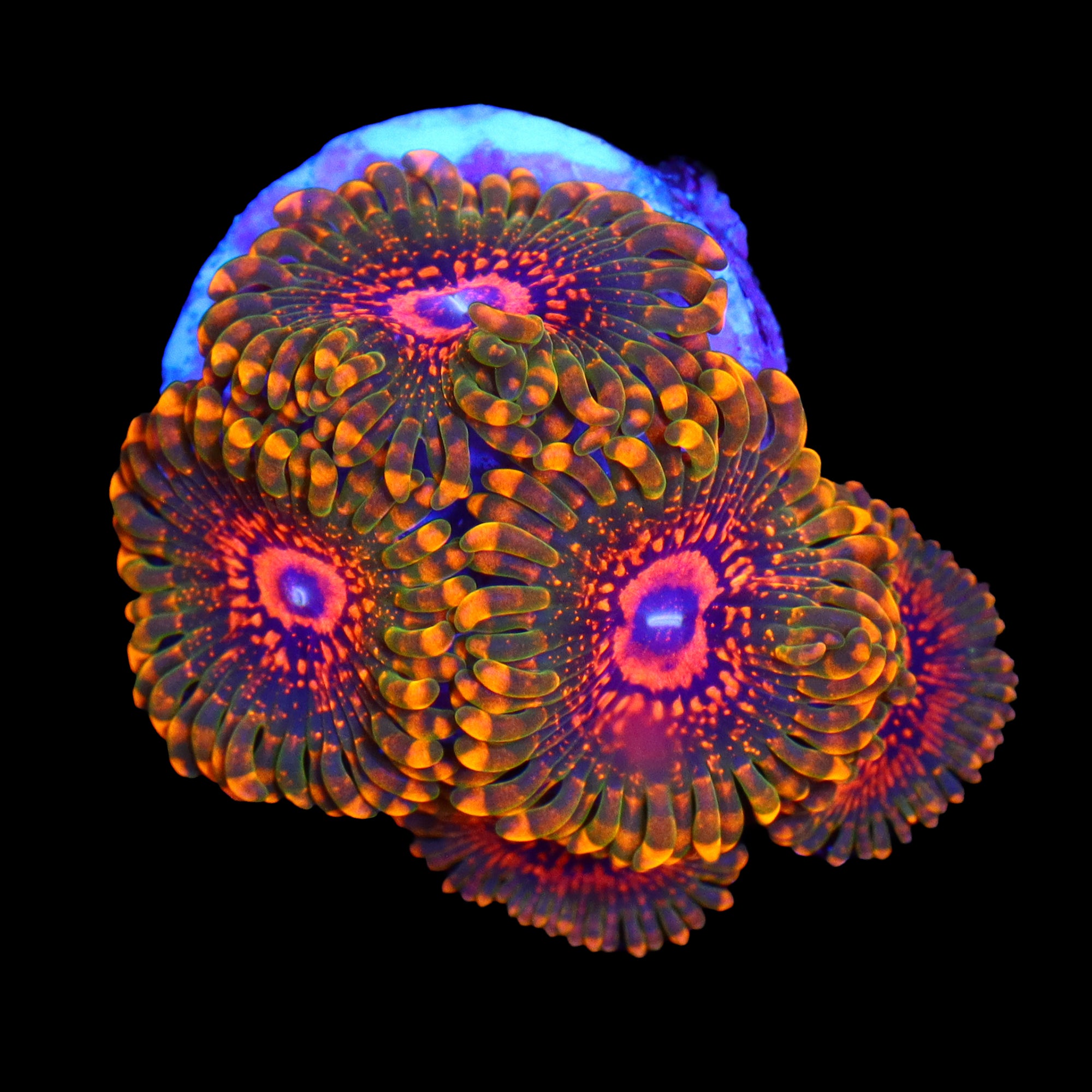 Grand Master Krakatoa Zoa