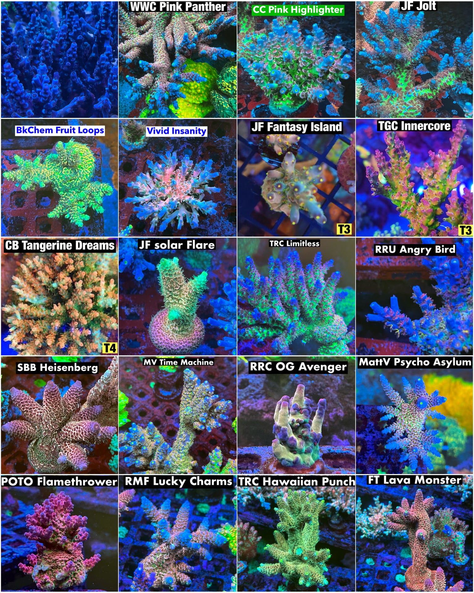 Ultimate Acropora Pack