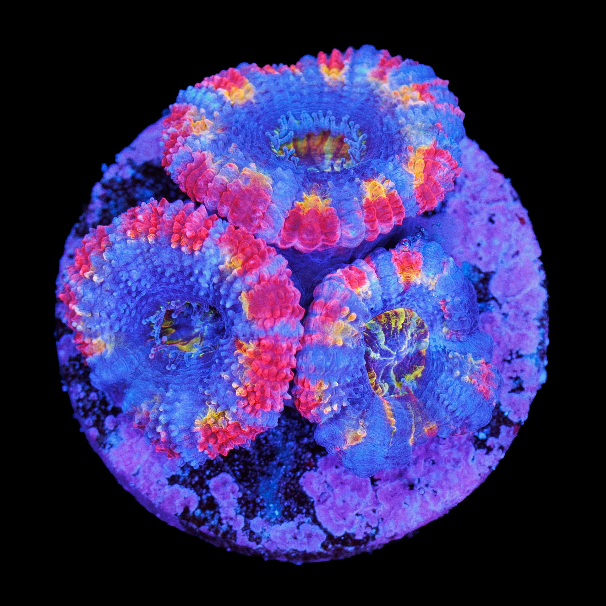 Rainbow Acan Frag