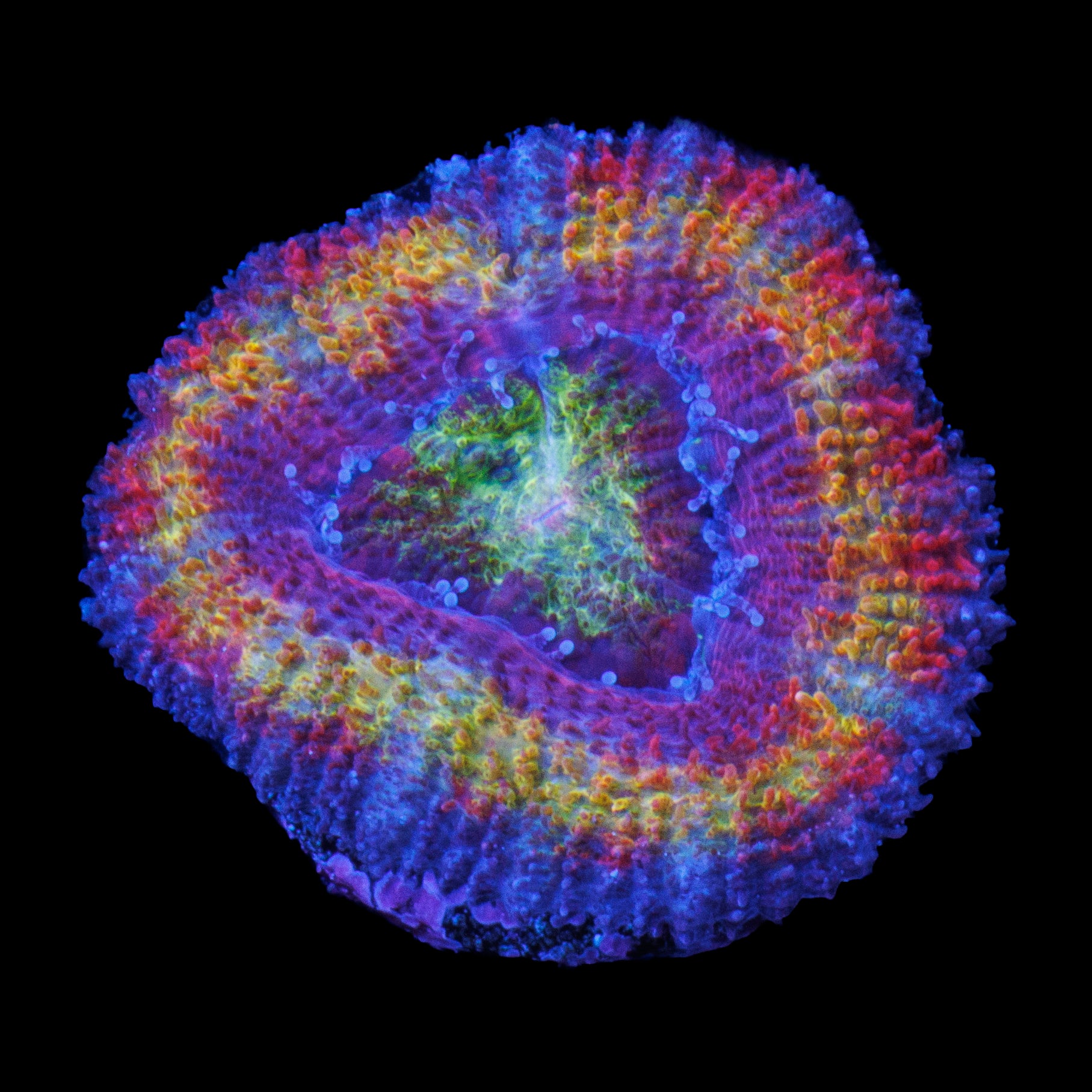 Rainbow Acan 1