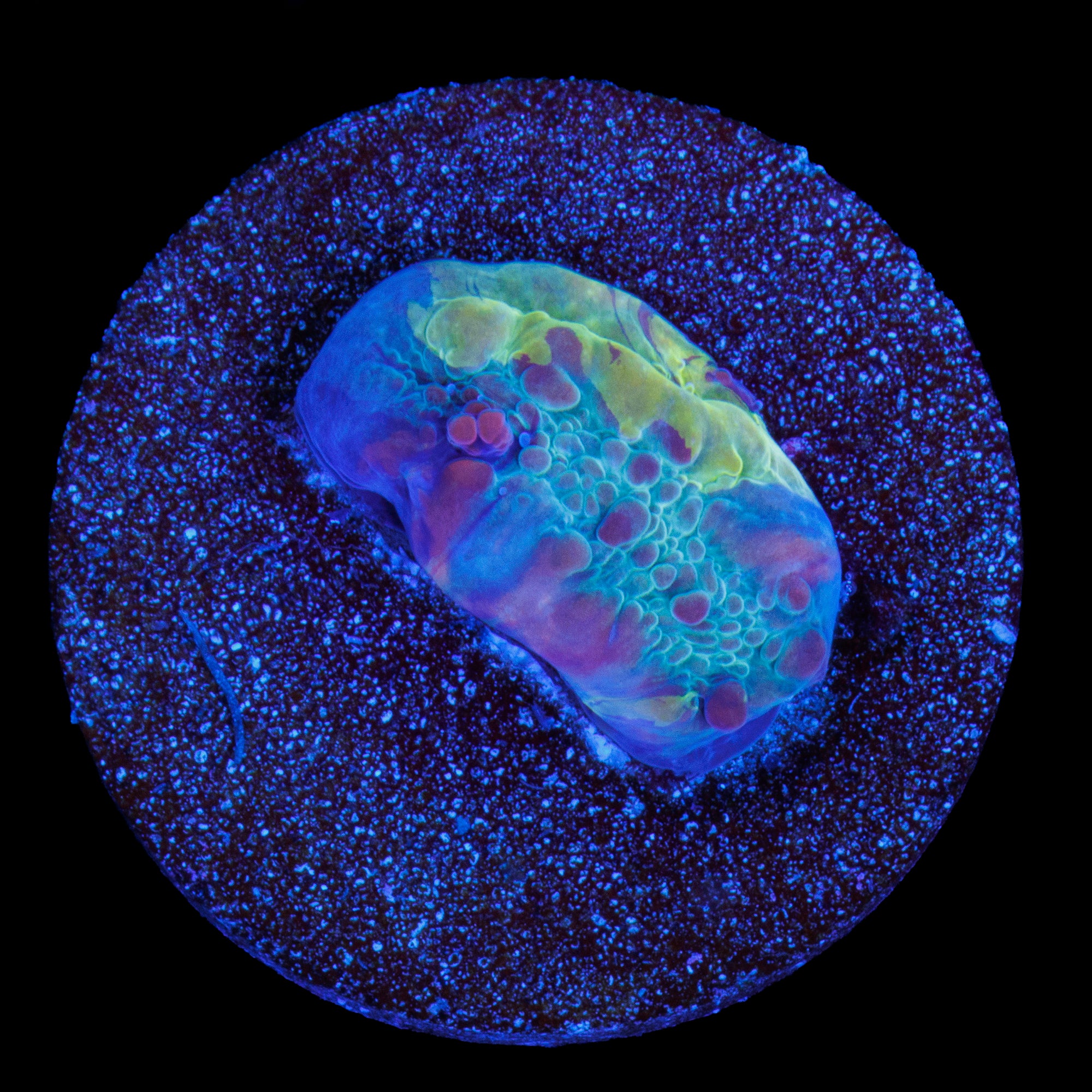WWC Cosmic Candy Bounce Chalice 2