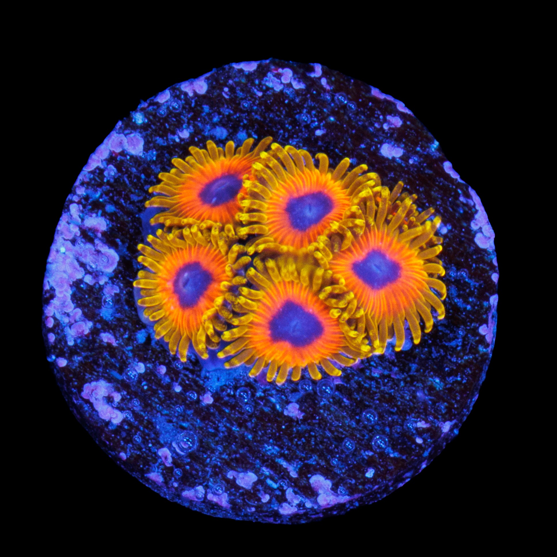 Great Owl Zoa (5 Polyp)