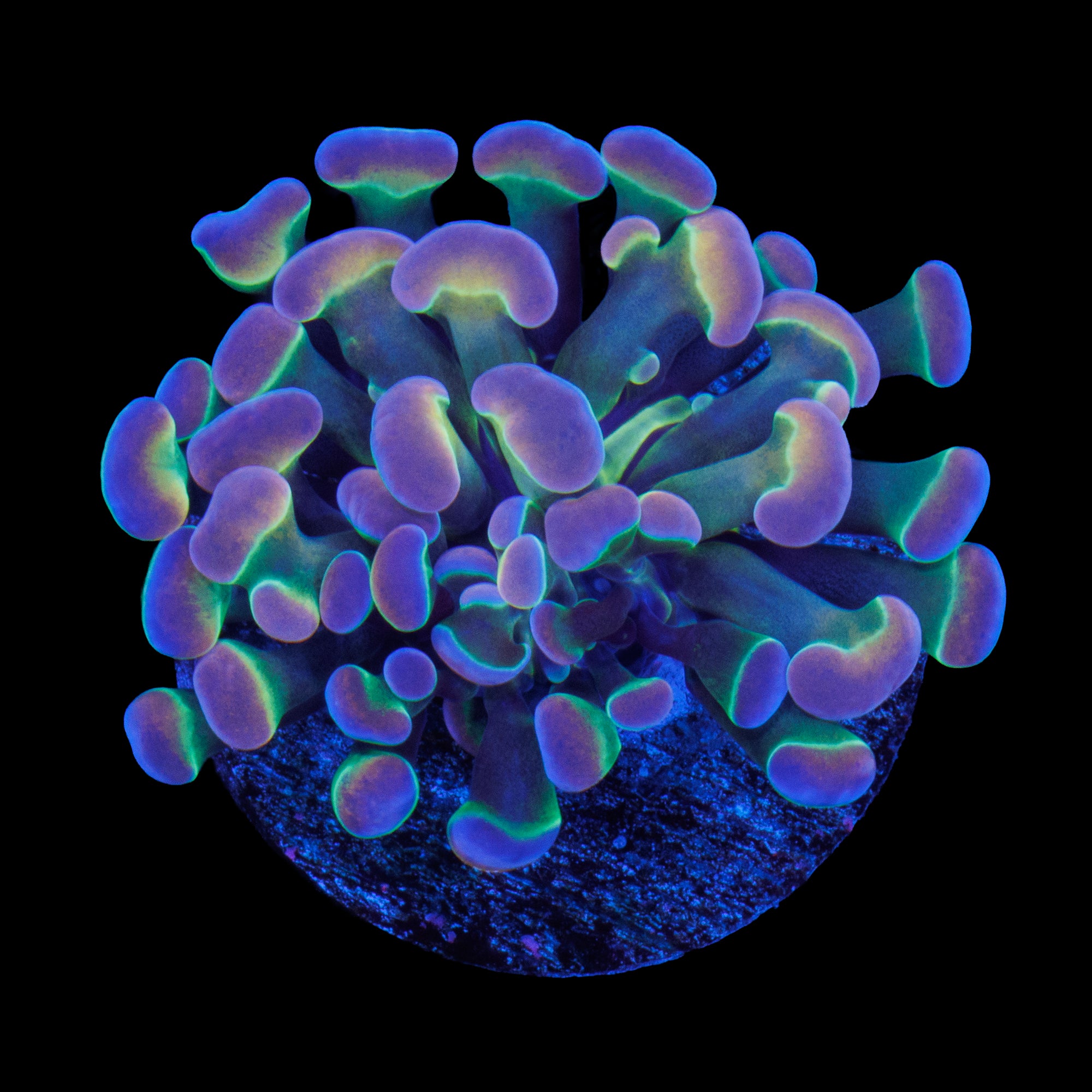 Hologram Branching Hammer