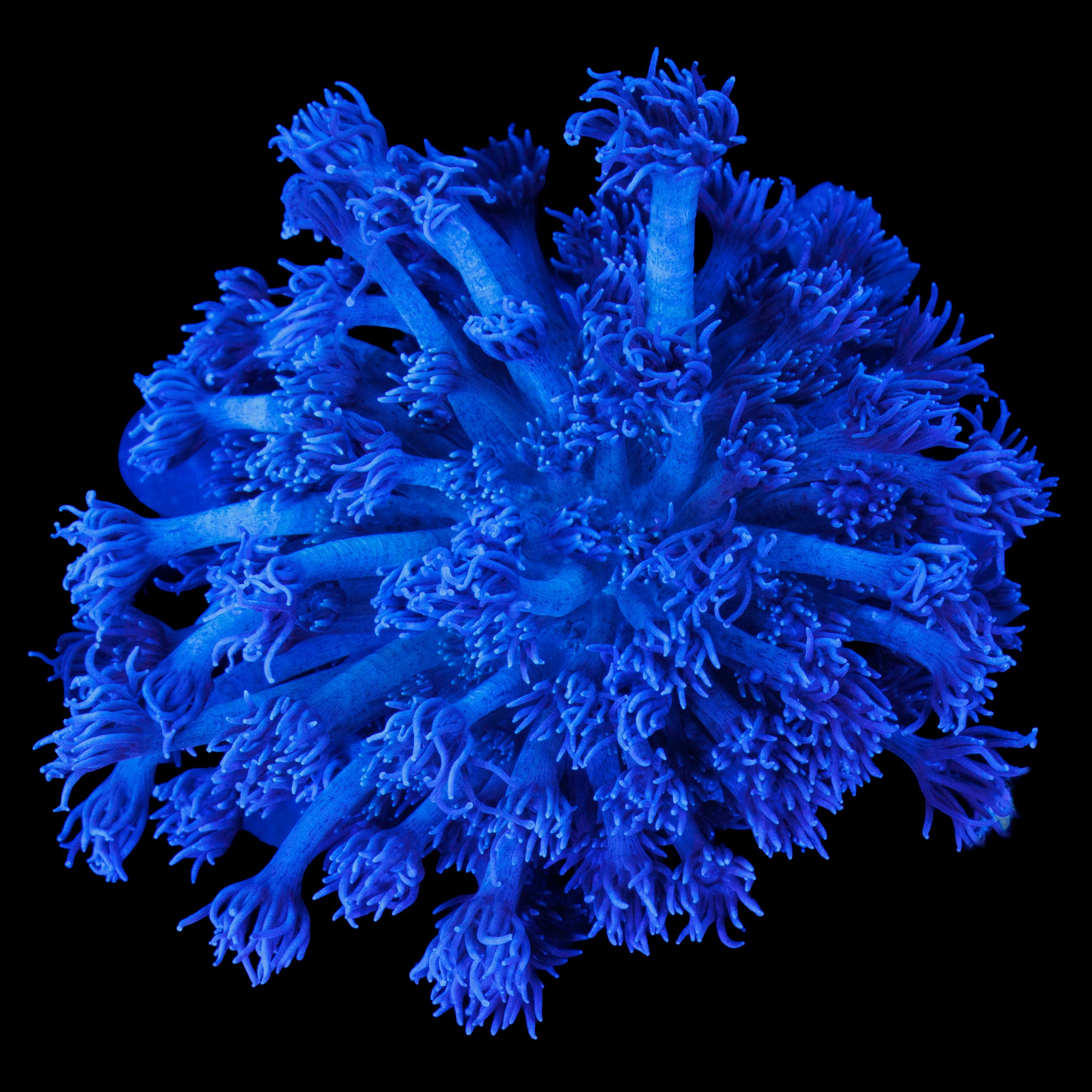 Large Purple Goni