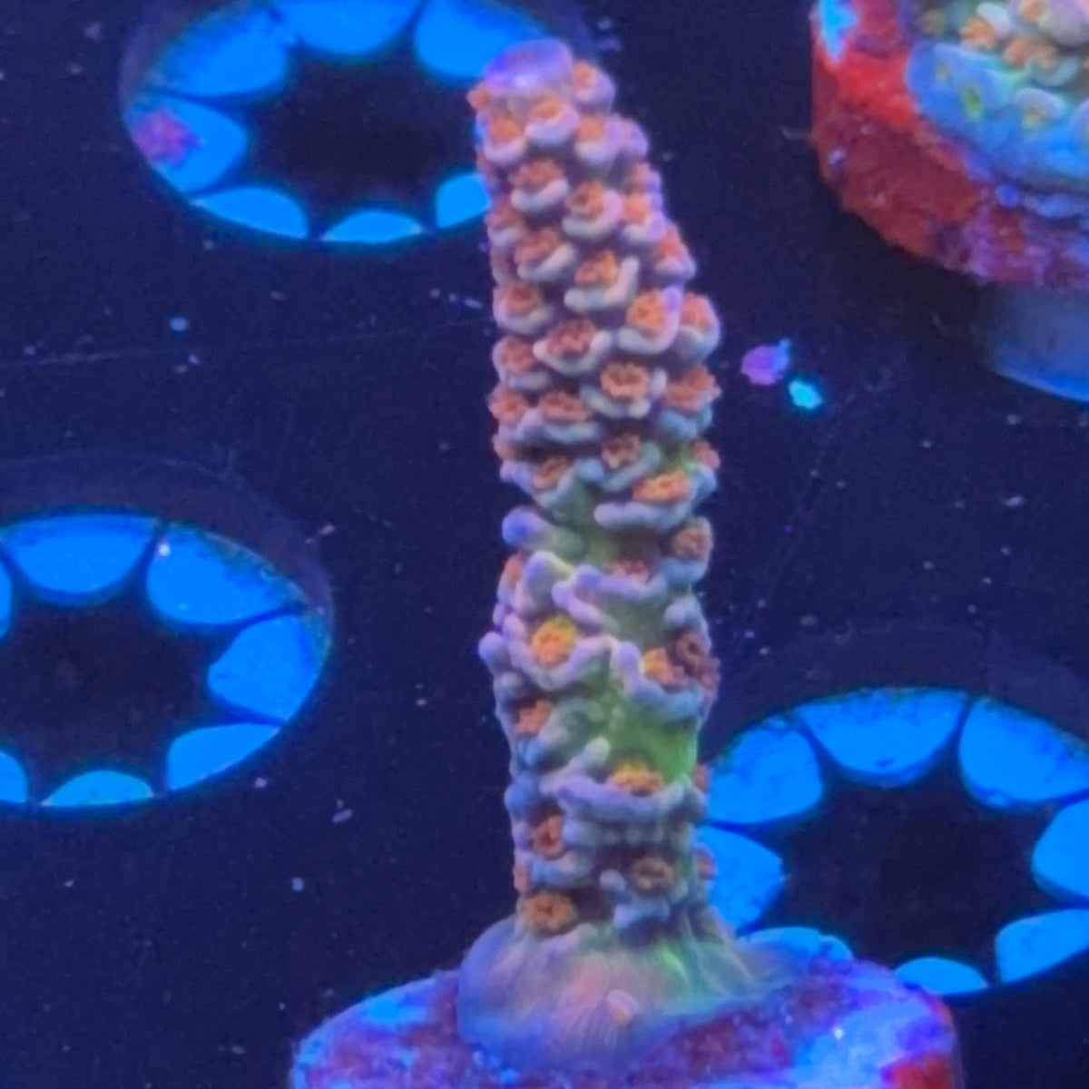 BC Lasermelon frag