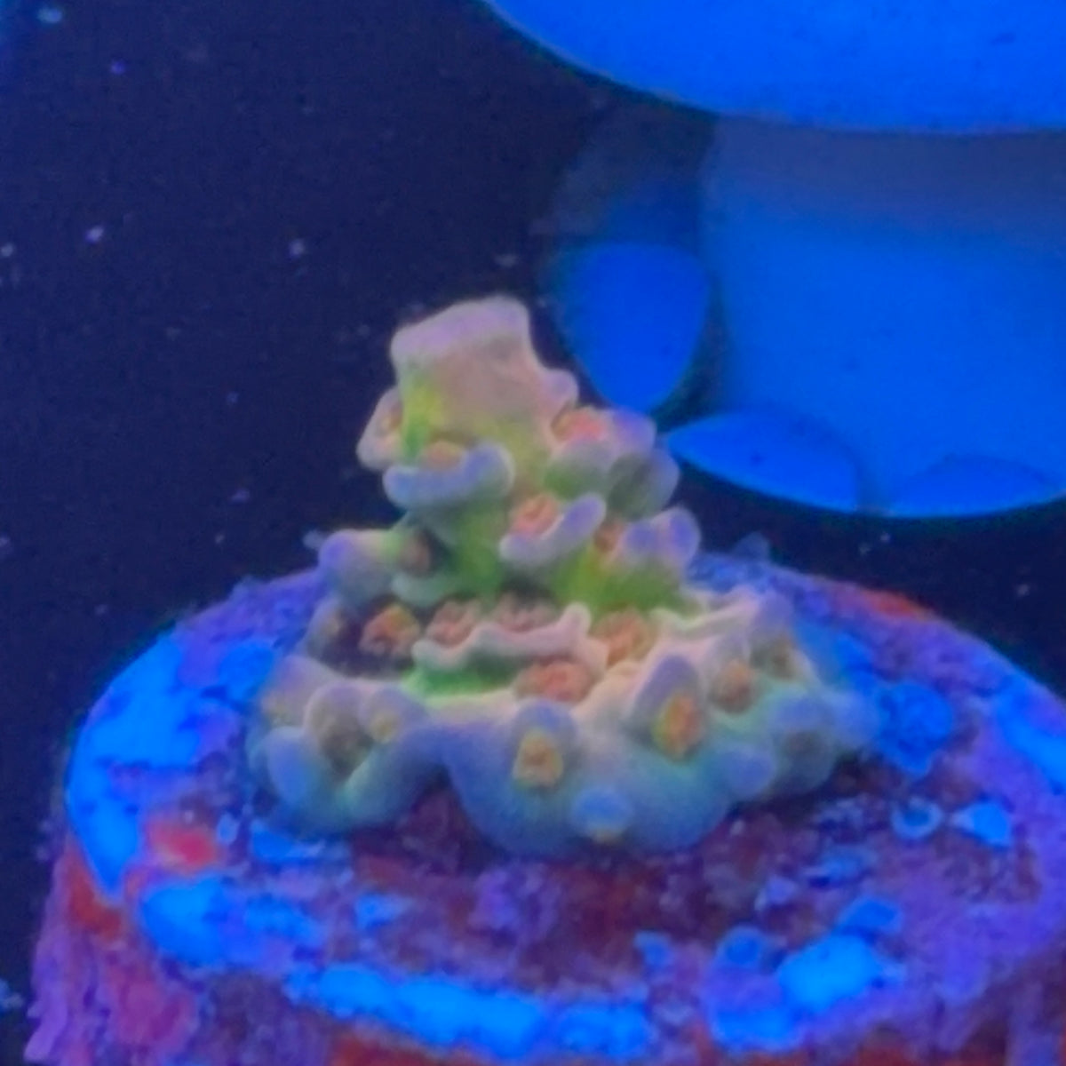 BC Lasermelon frag