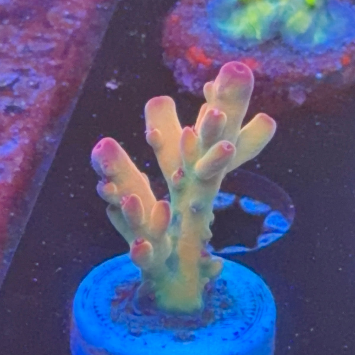 Tusi Rainbow frag