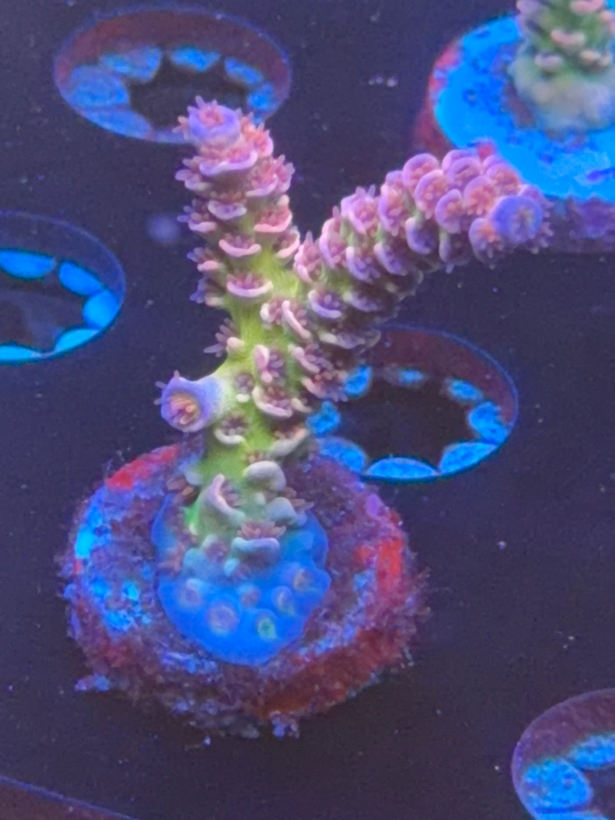 WWC Pink Panther frag
