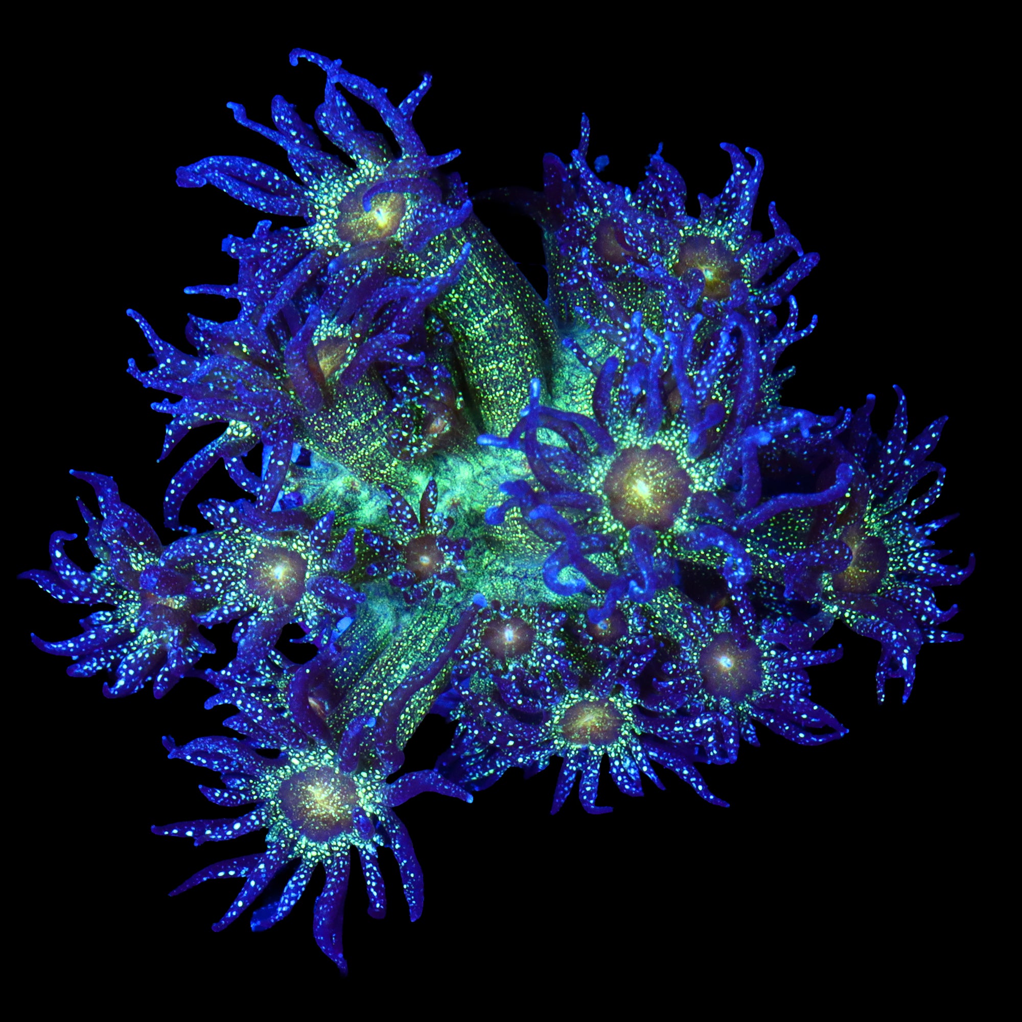 XL Glitterbomb Goniopora Frag
