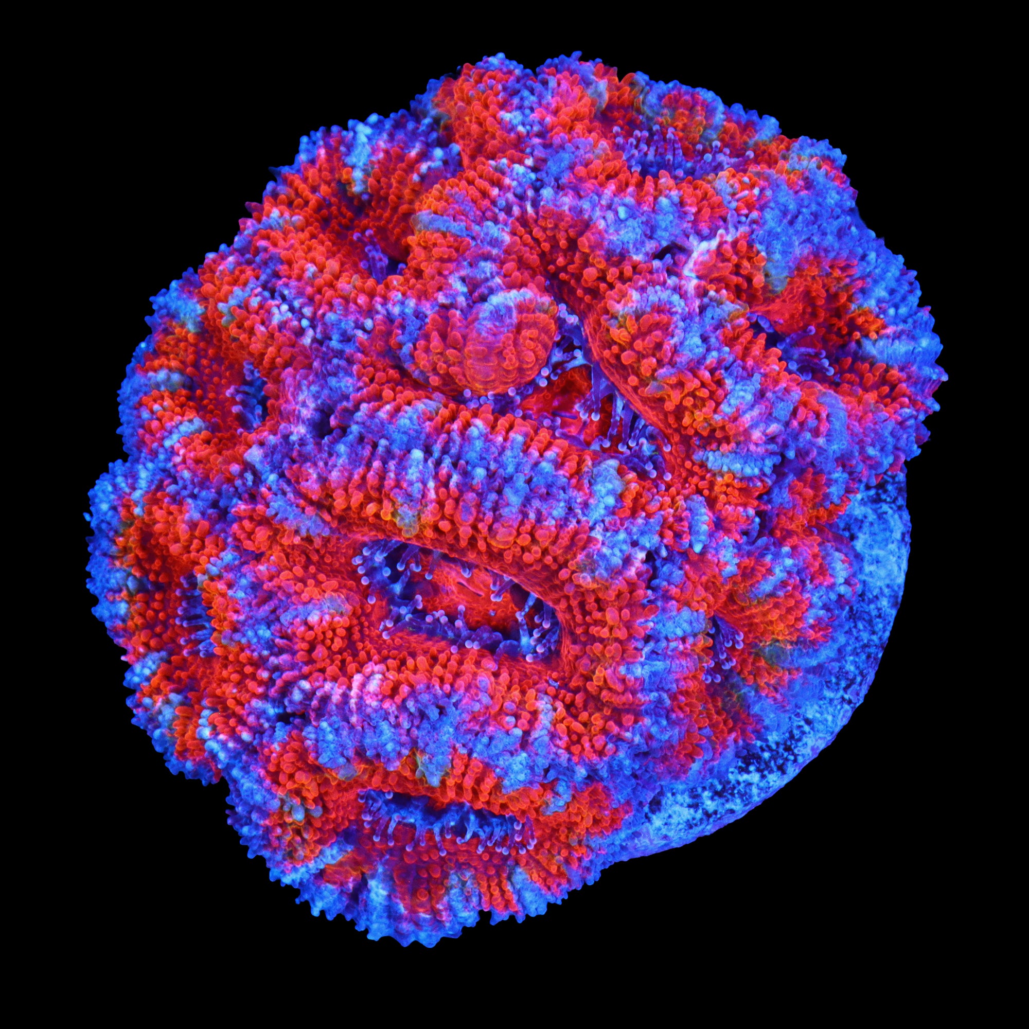Xl Acan Frag