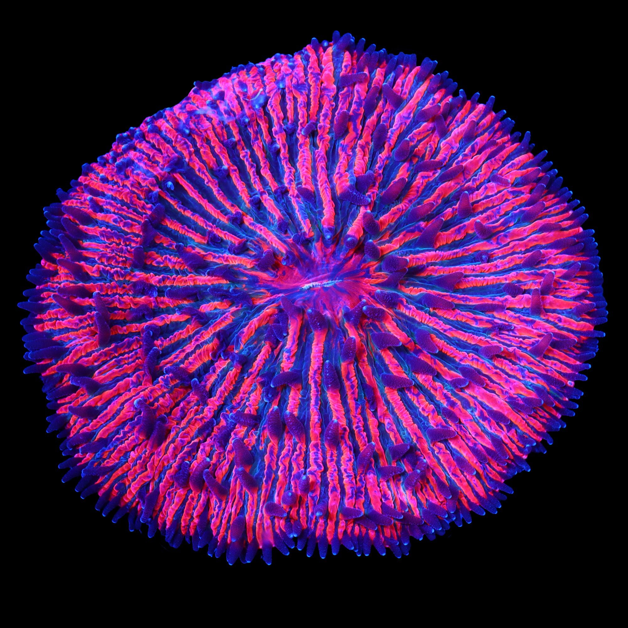Twizzler Fungia Plate