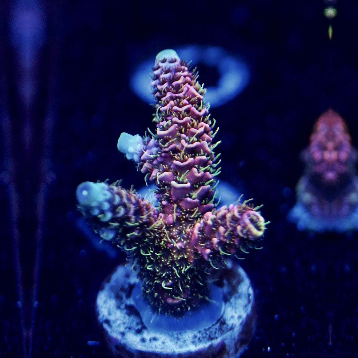 Bahama Mama frag