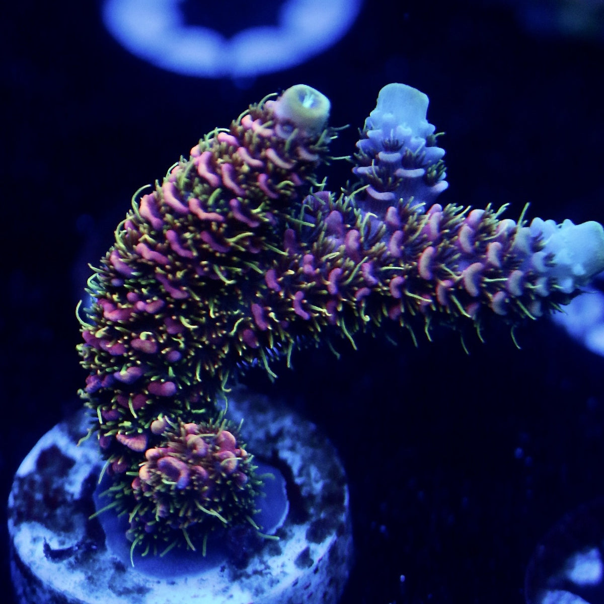 Bahama Mama frag